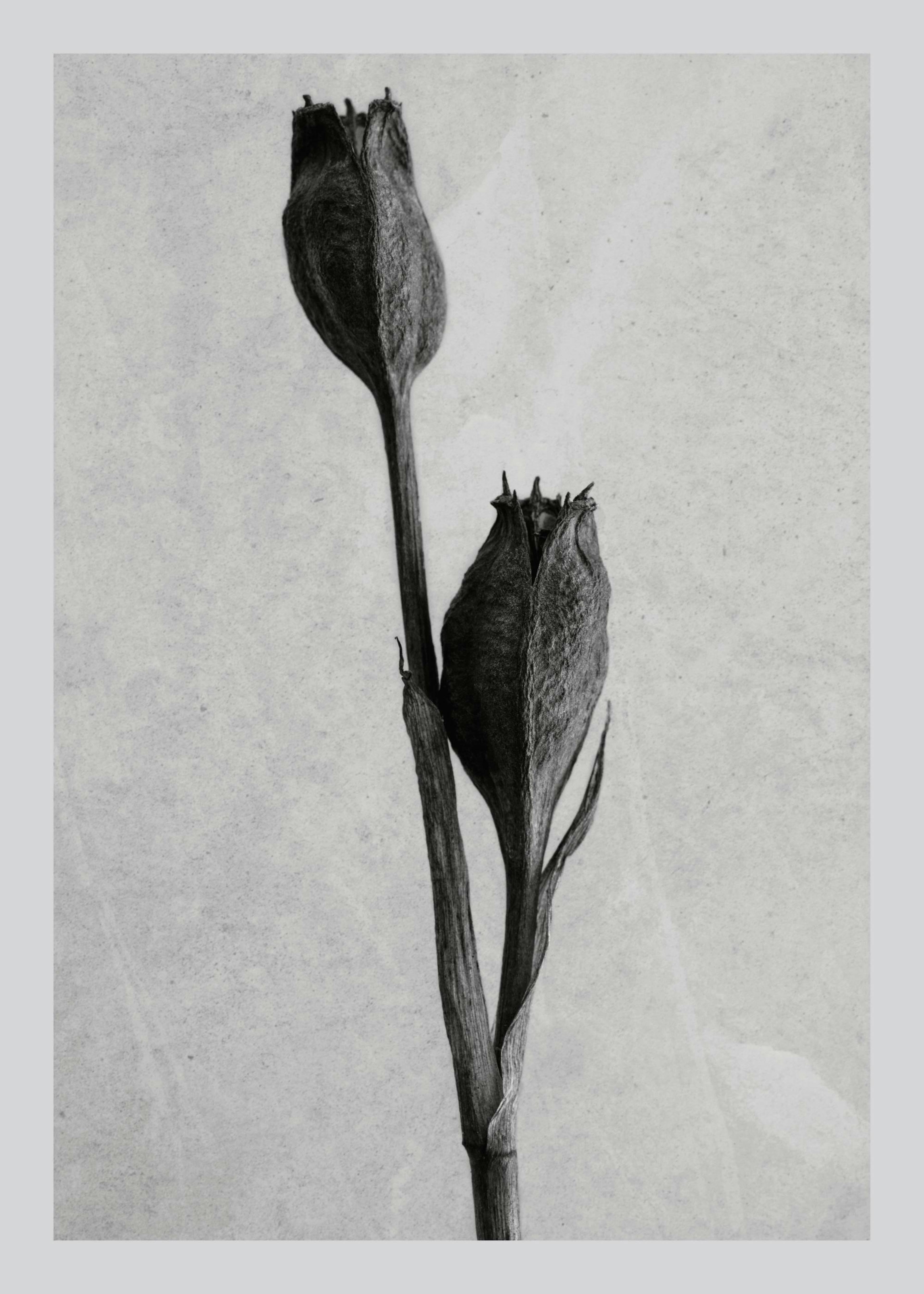 Still Life Iris Affiche 0