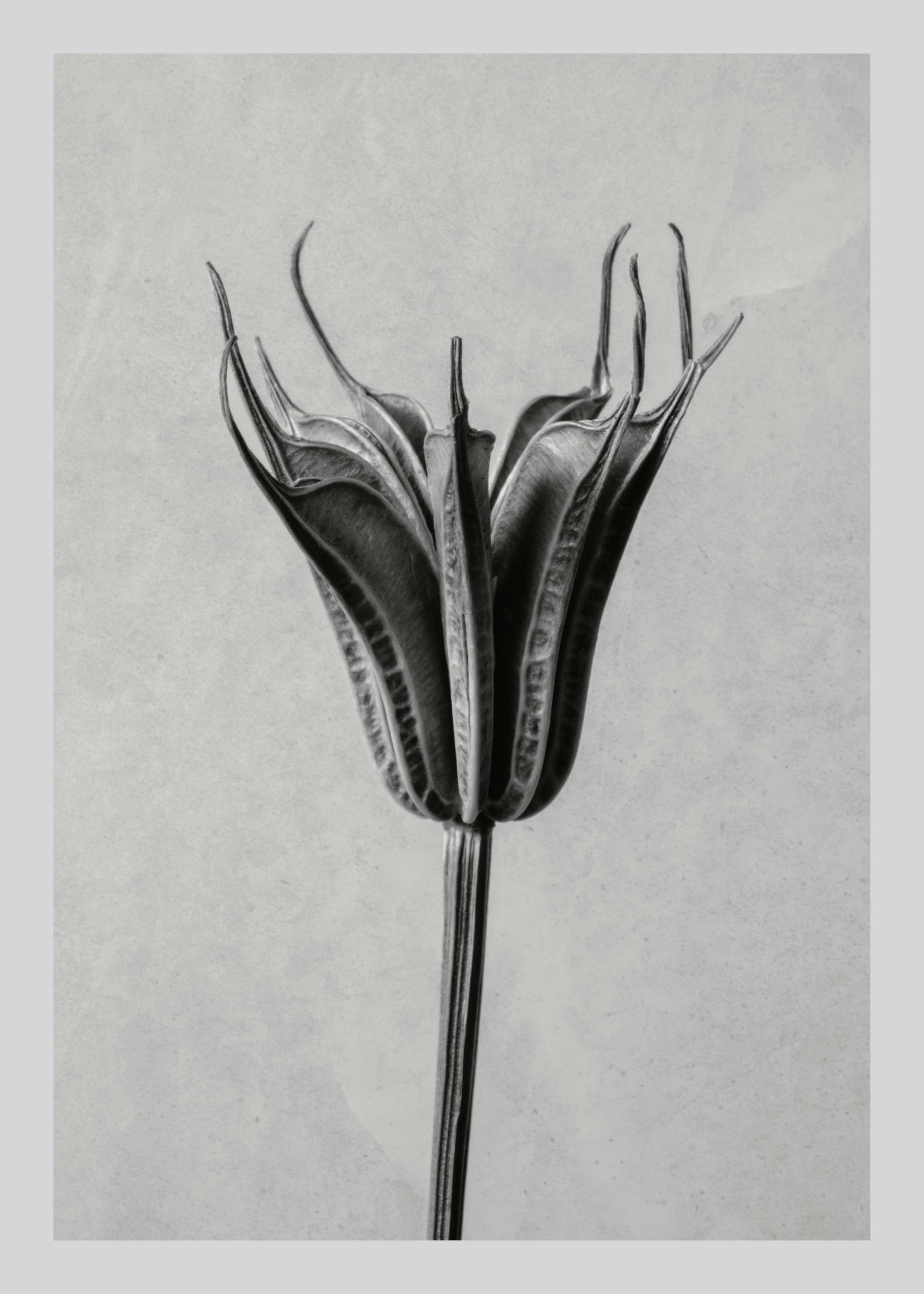 Still Life Dried Plant Juliste 0