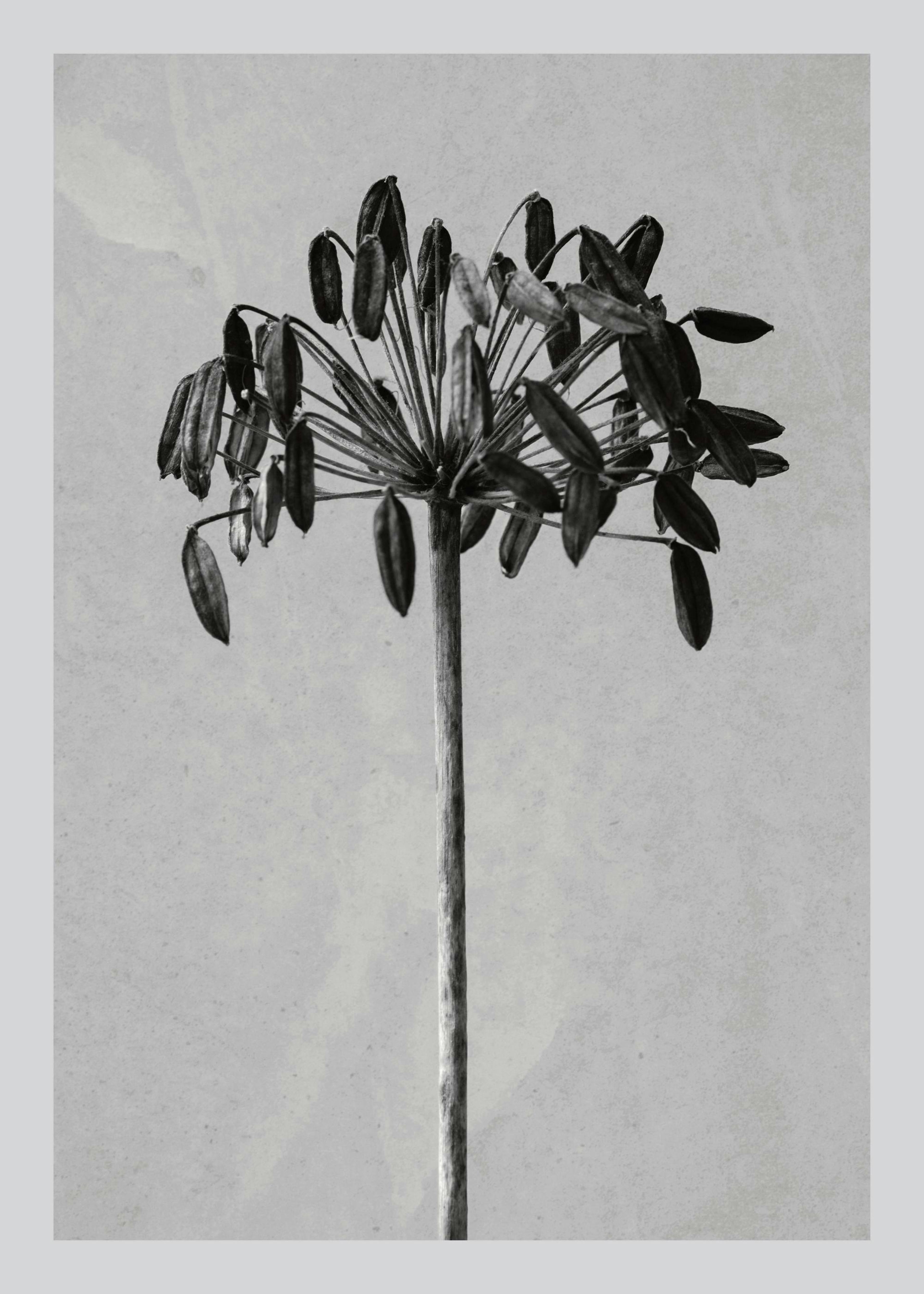 Still Life Agapanthus Affiche 0