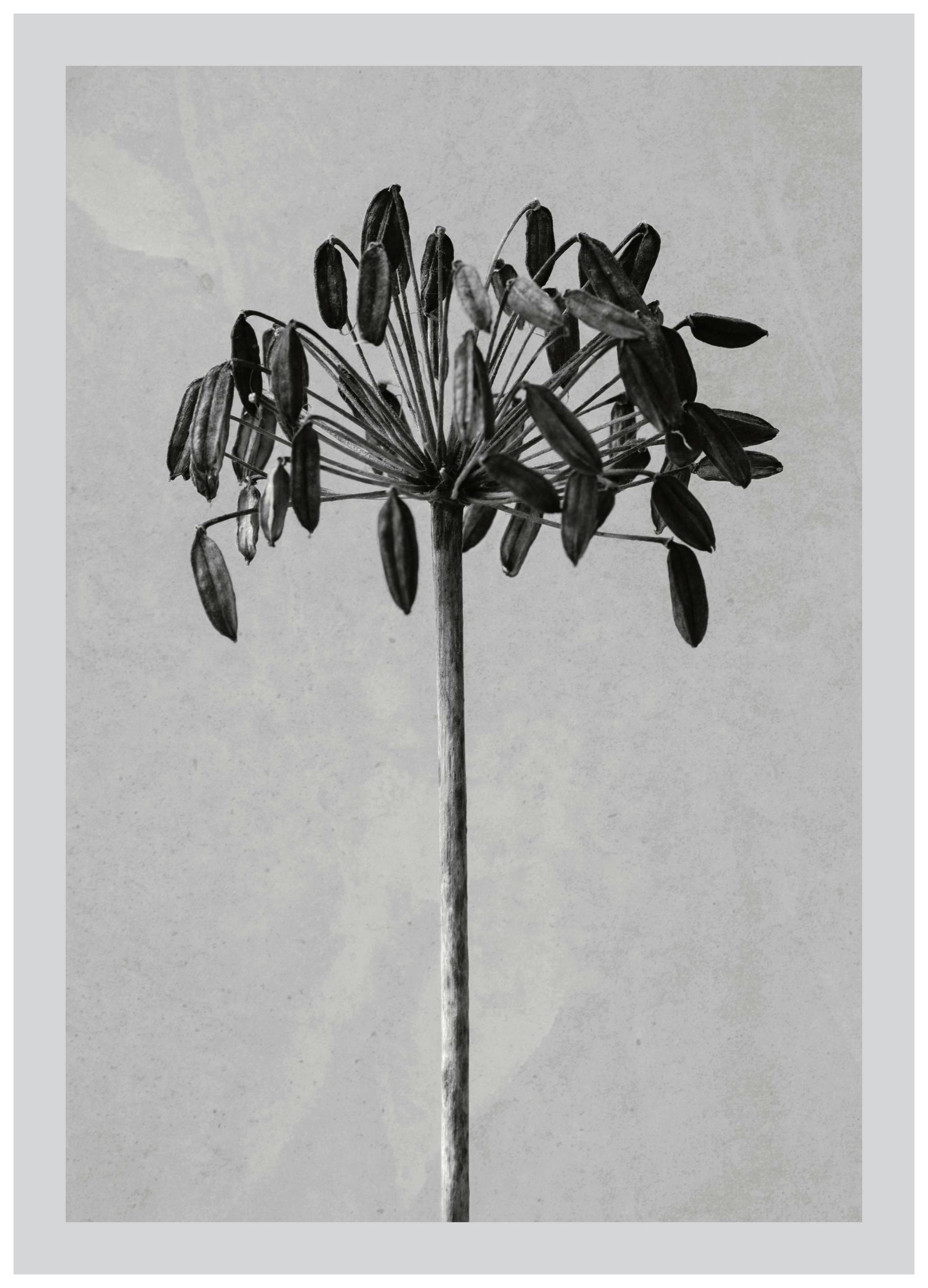 Still Life Agapanthus Plakat (13x18 cm)- Plakaty botaniczne