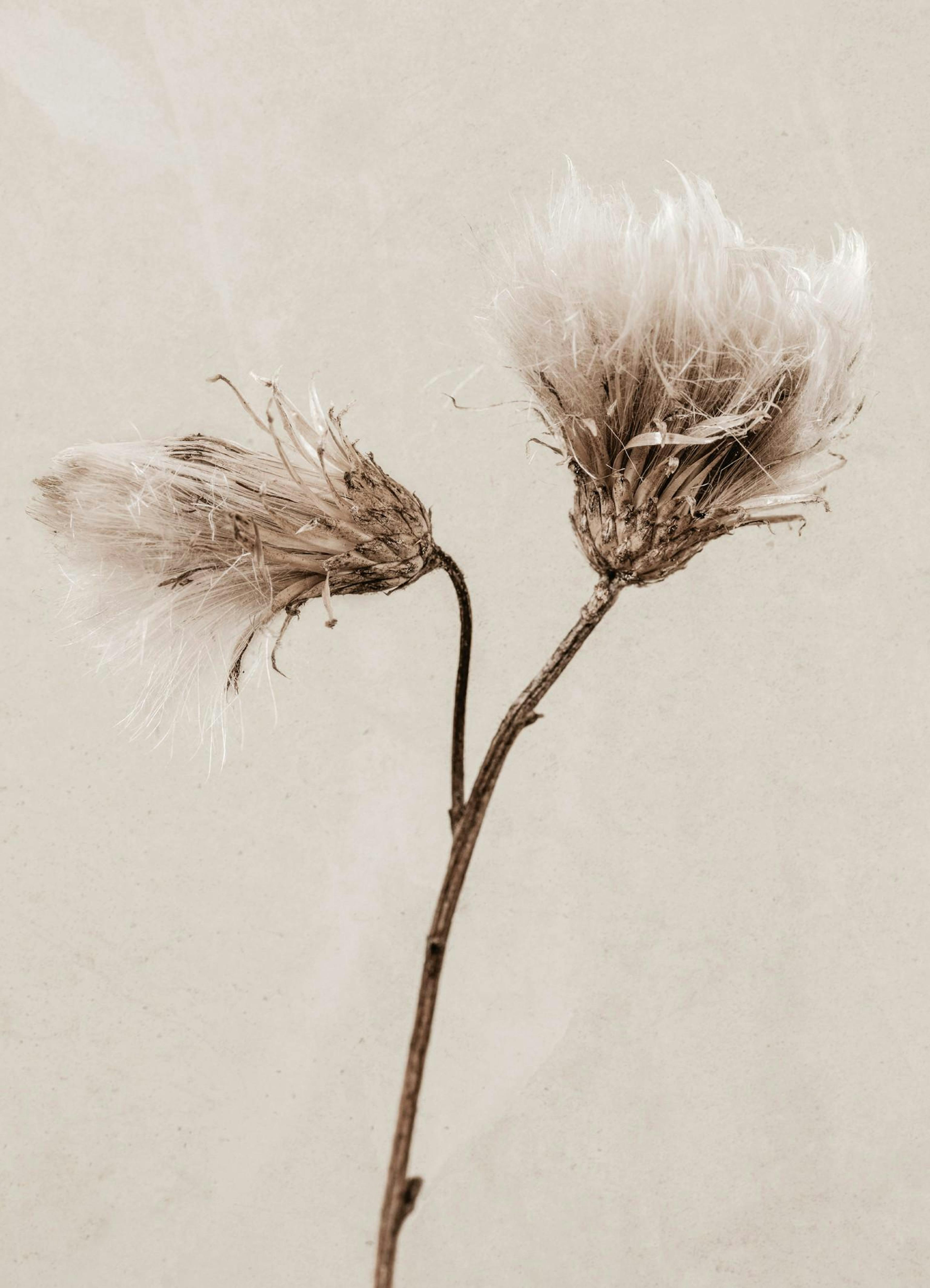 Still Life Thistle Print