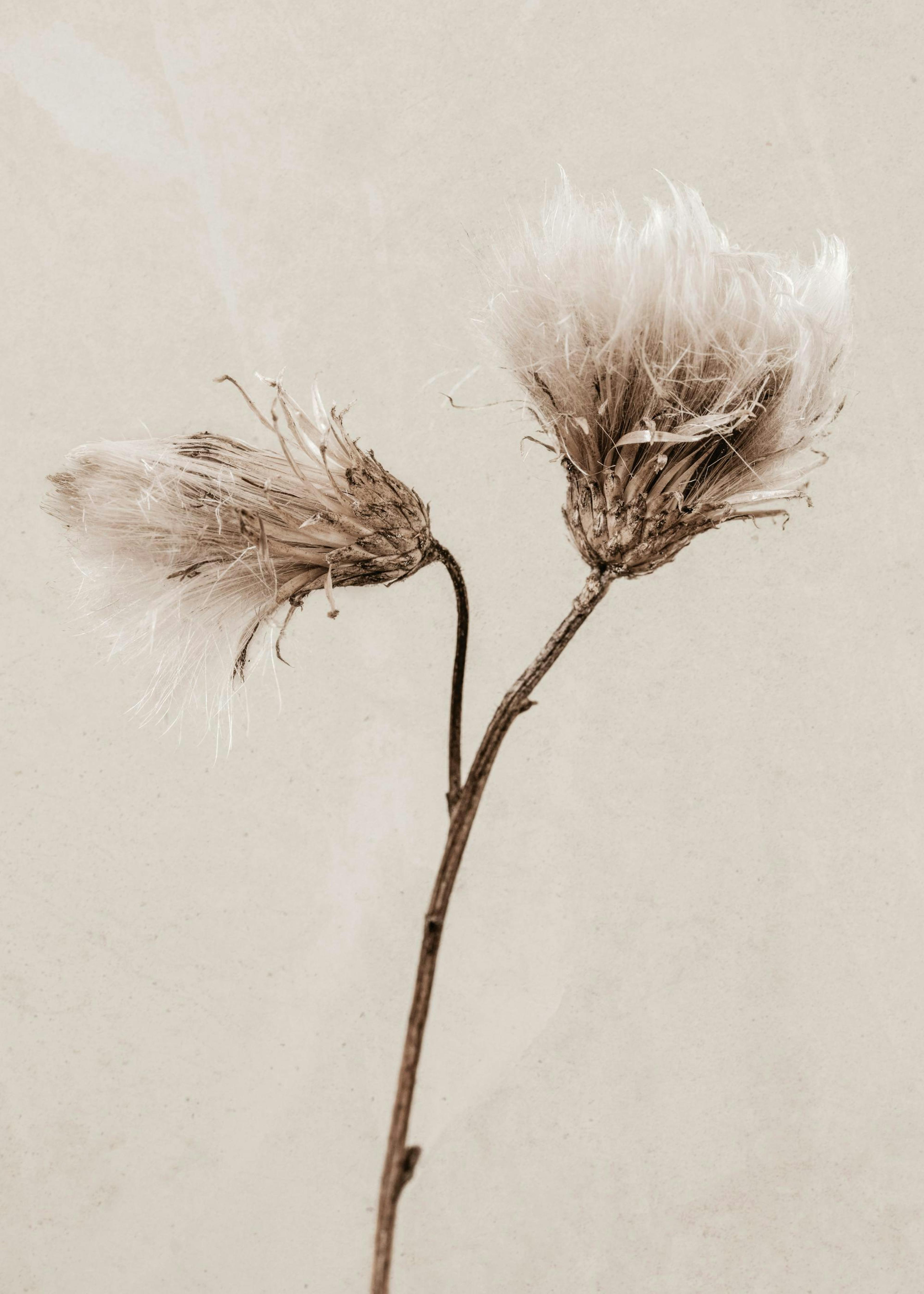 Still Life Thistle Print 0
