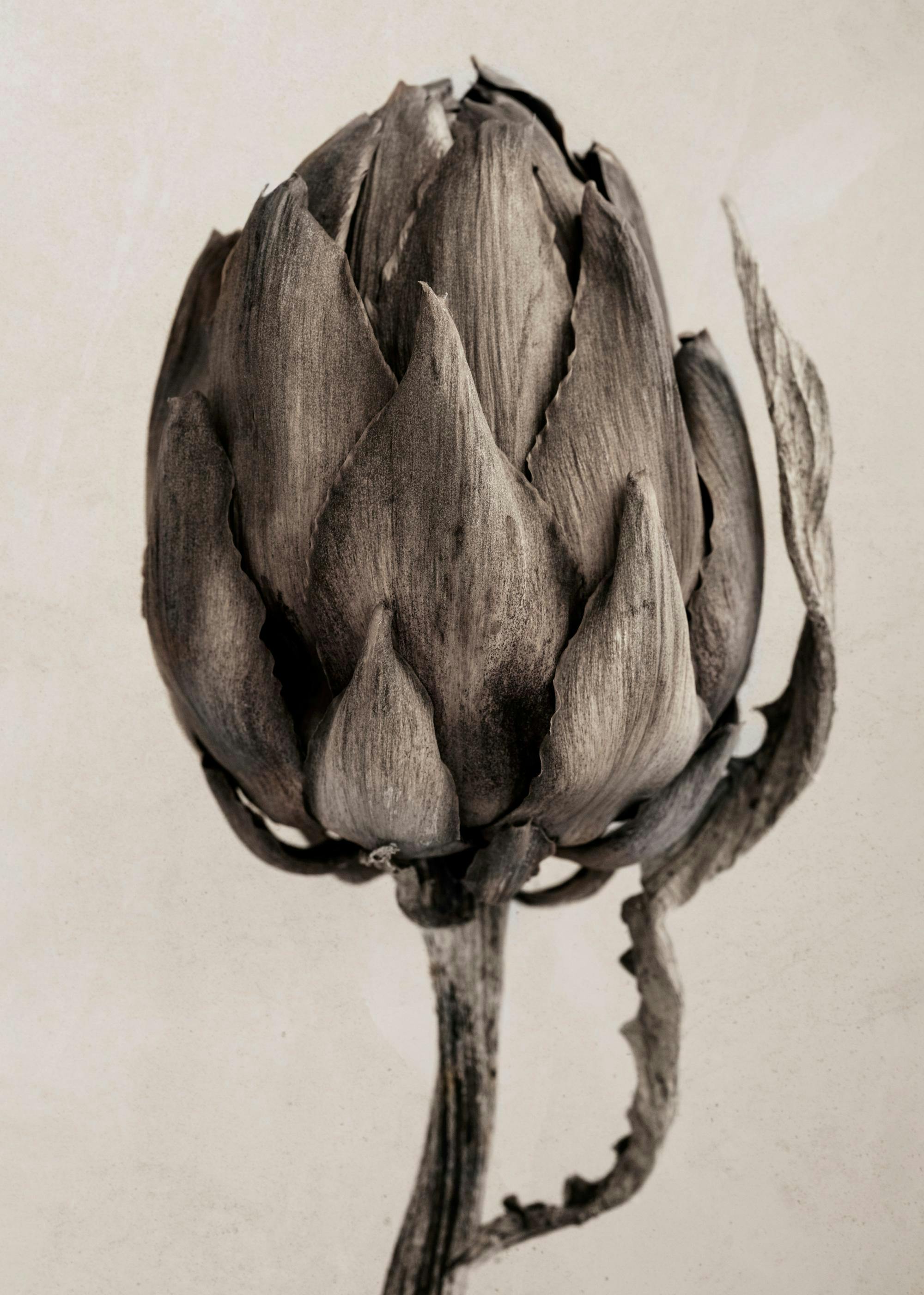 Still Life Artichoke Print 0