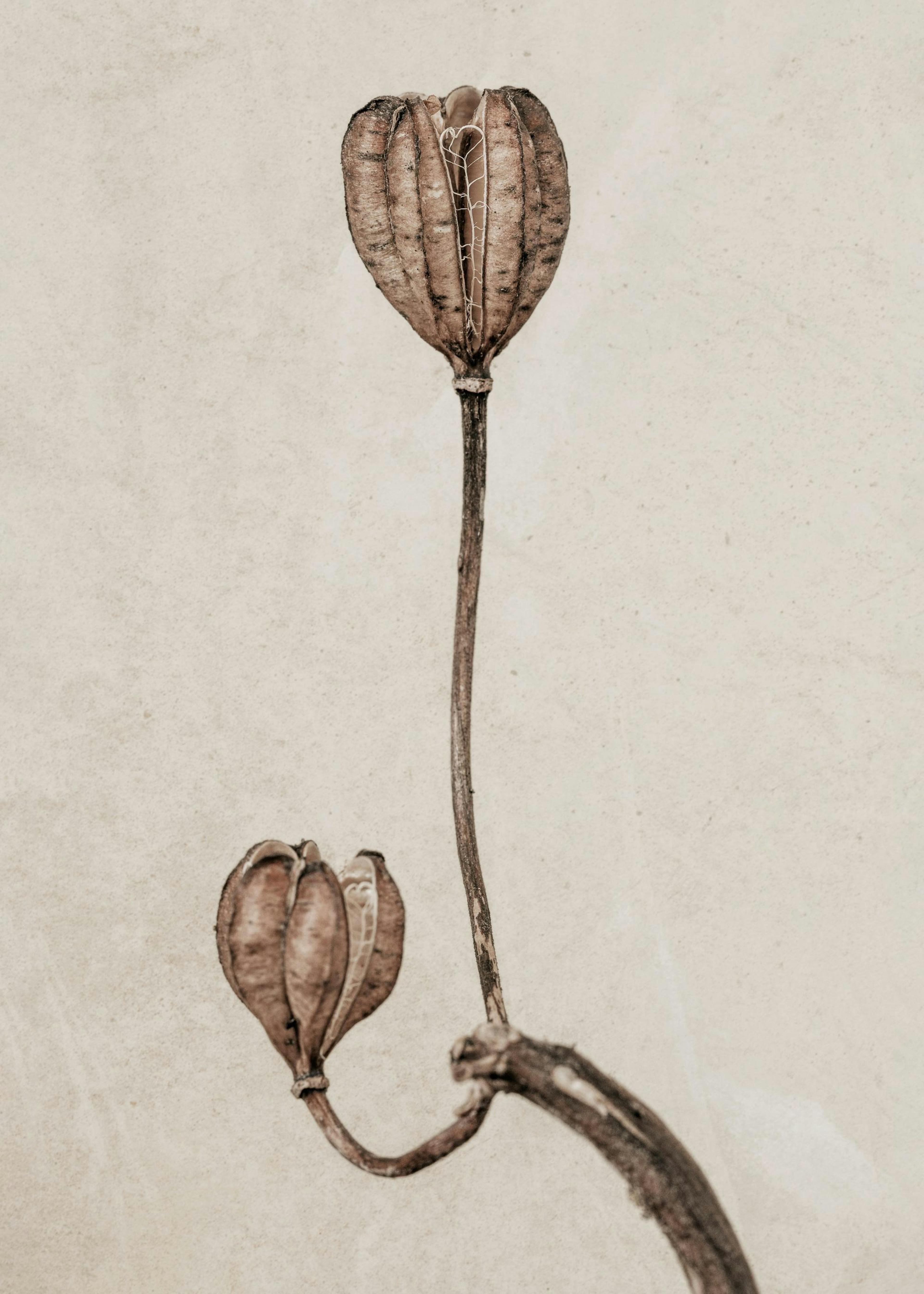 Still Life Turk's Cap Lily Print 0