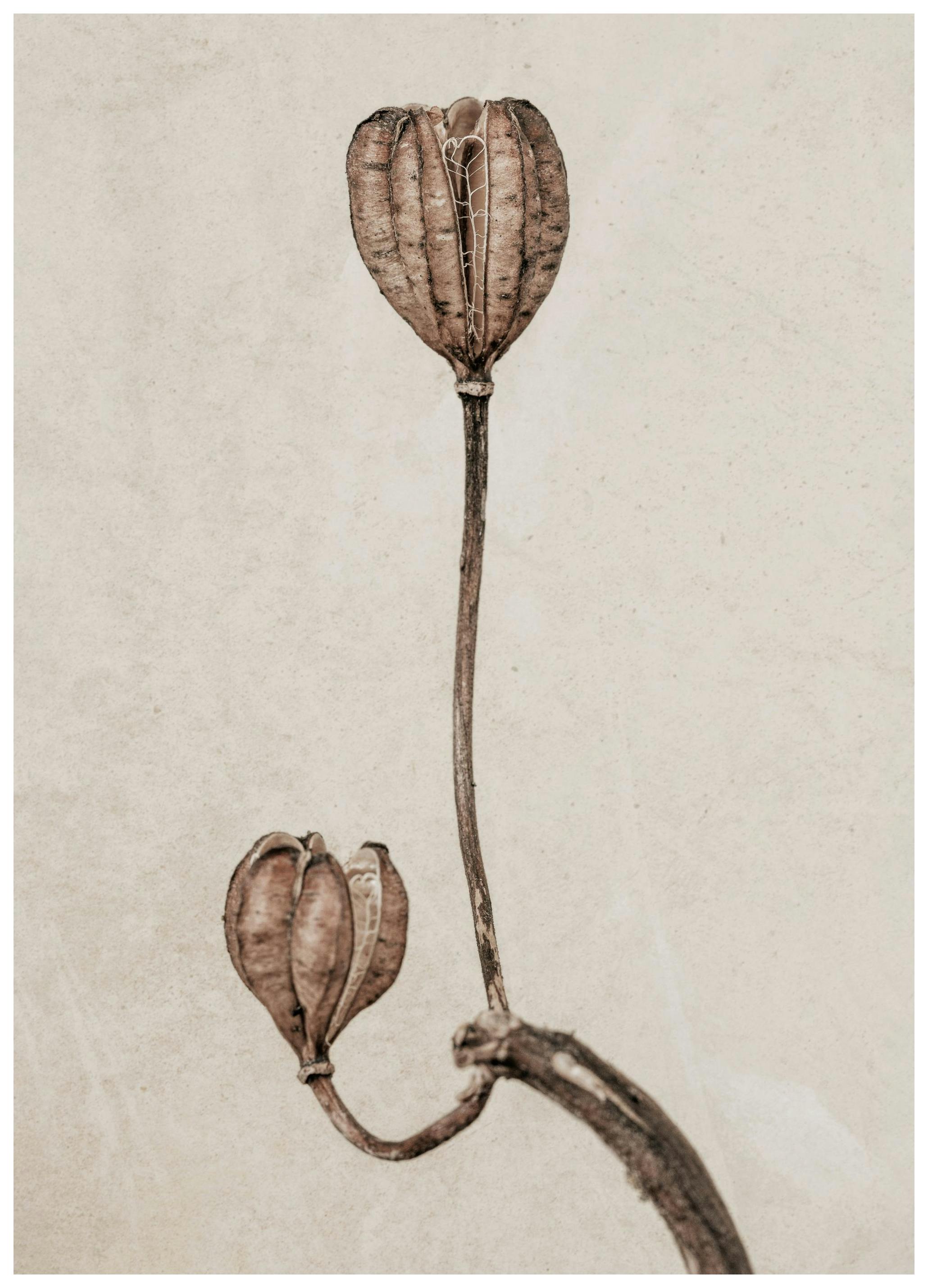 Still Life Turk's Cap Lily Plakat (13x18 cm) - Plakater > Botaniske plakater