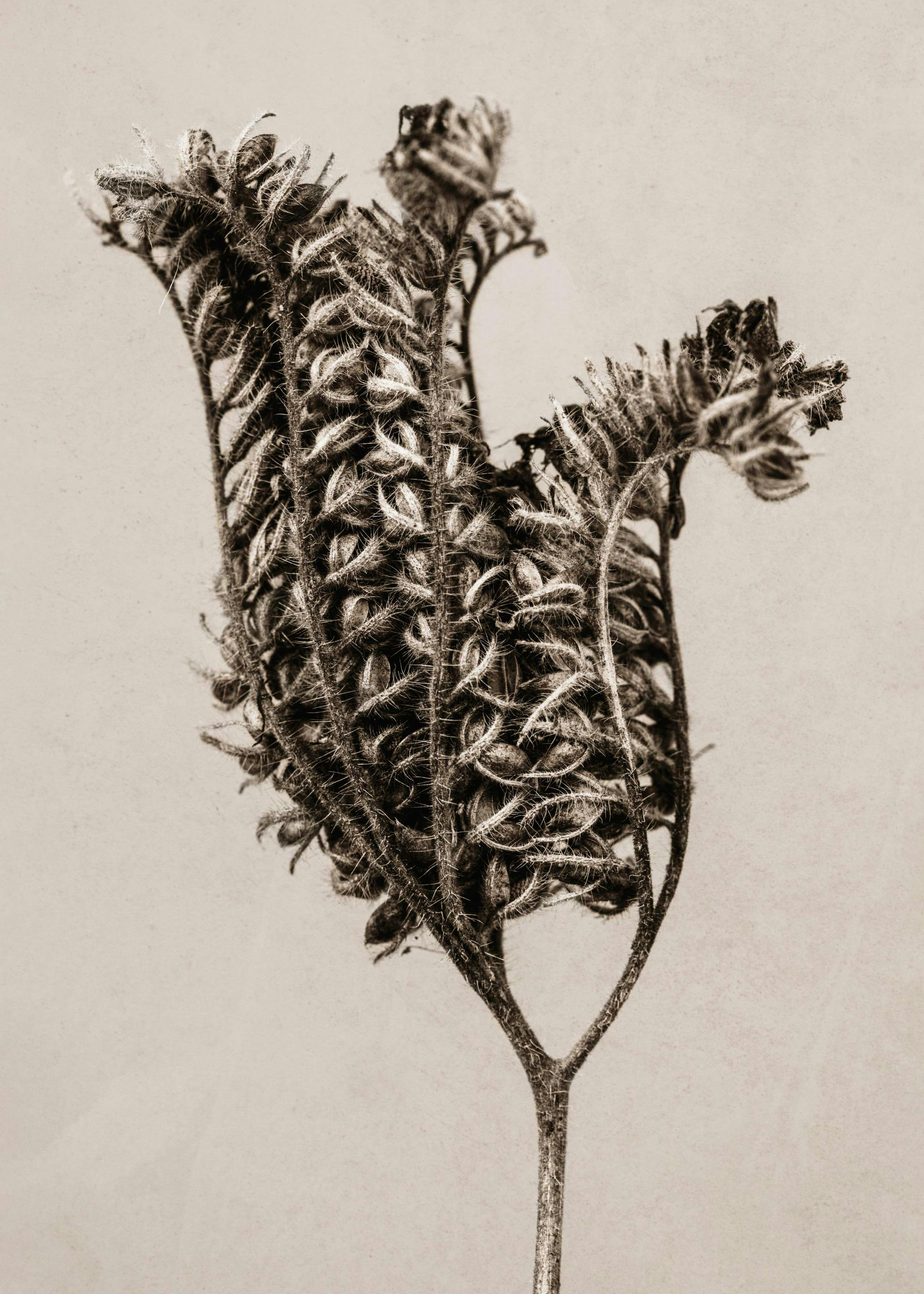Still Life Fiddleneck Print 0