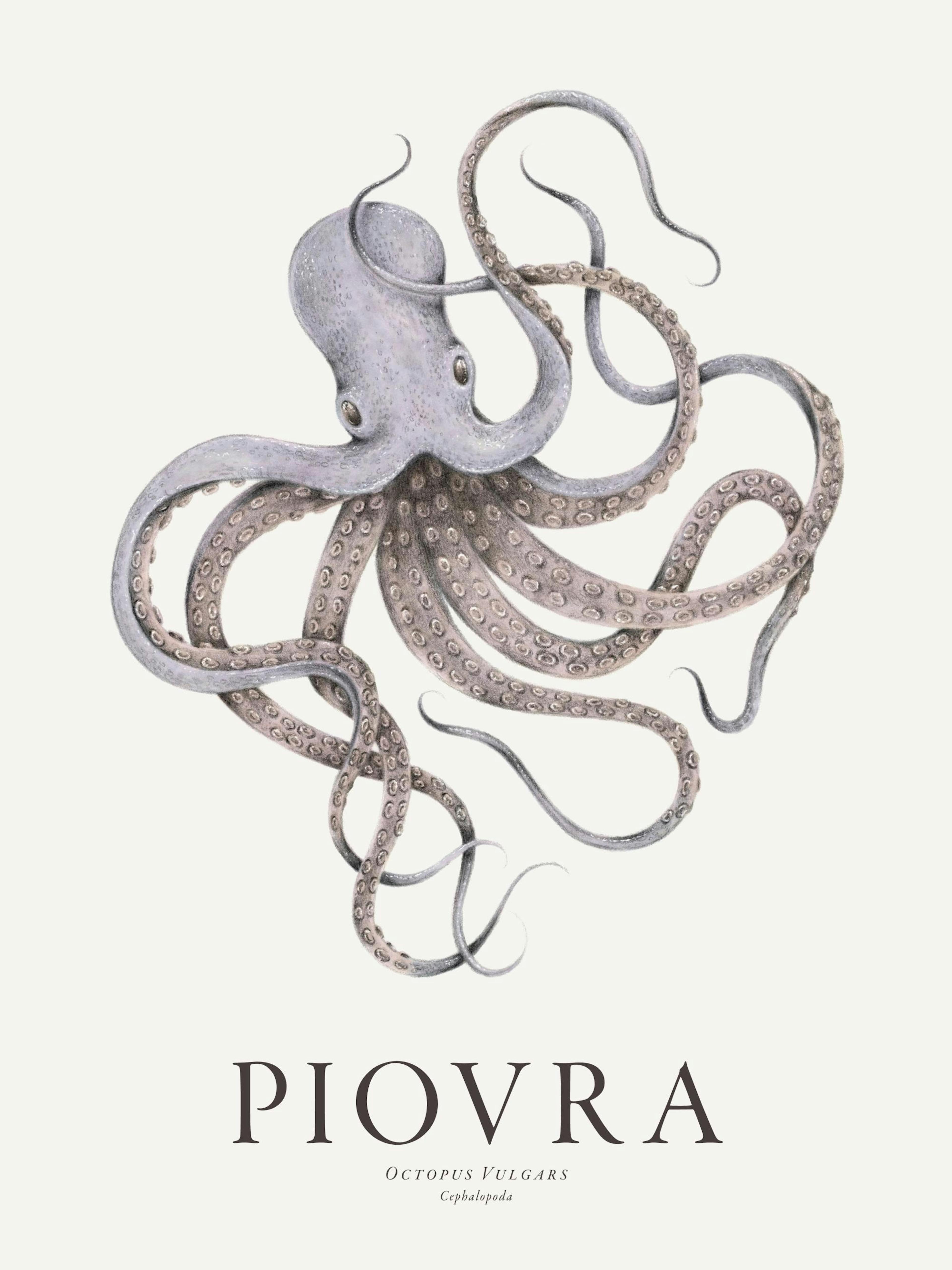 Piovra Poster