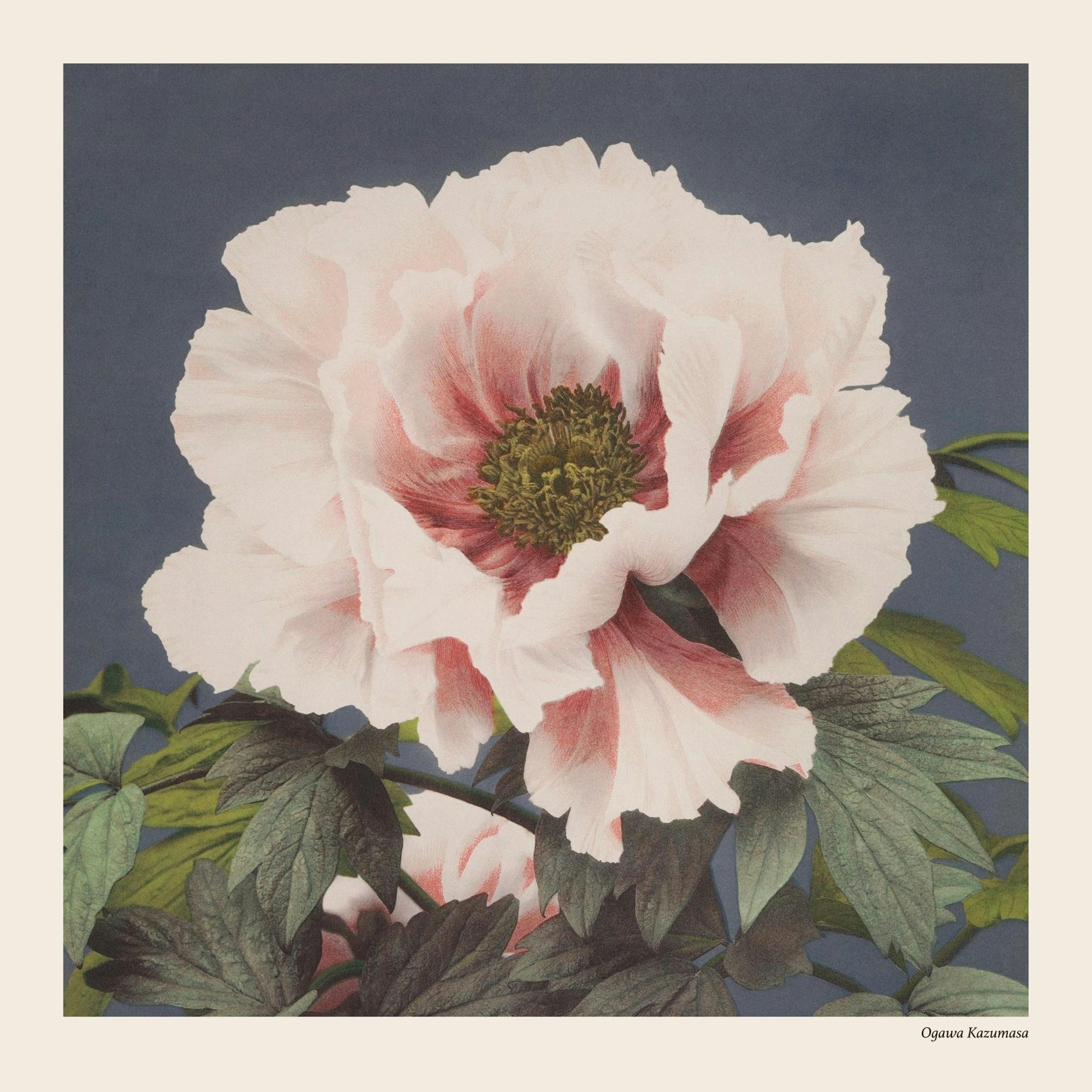 Ogawa Kazumasa - Tree Peony Print