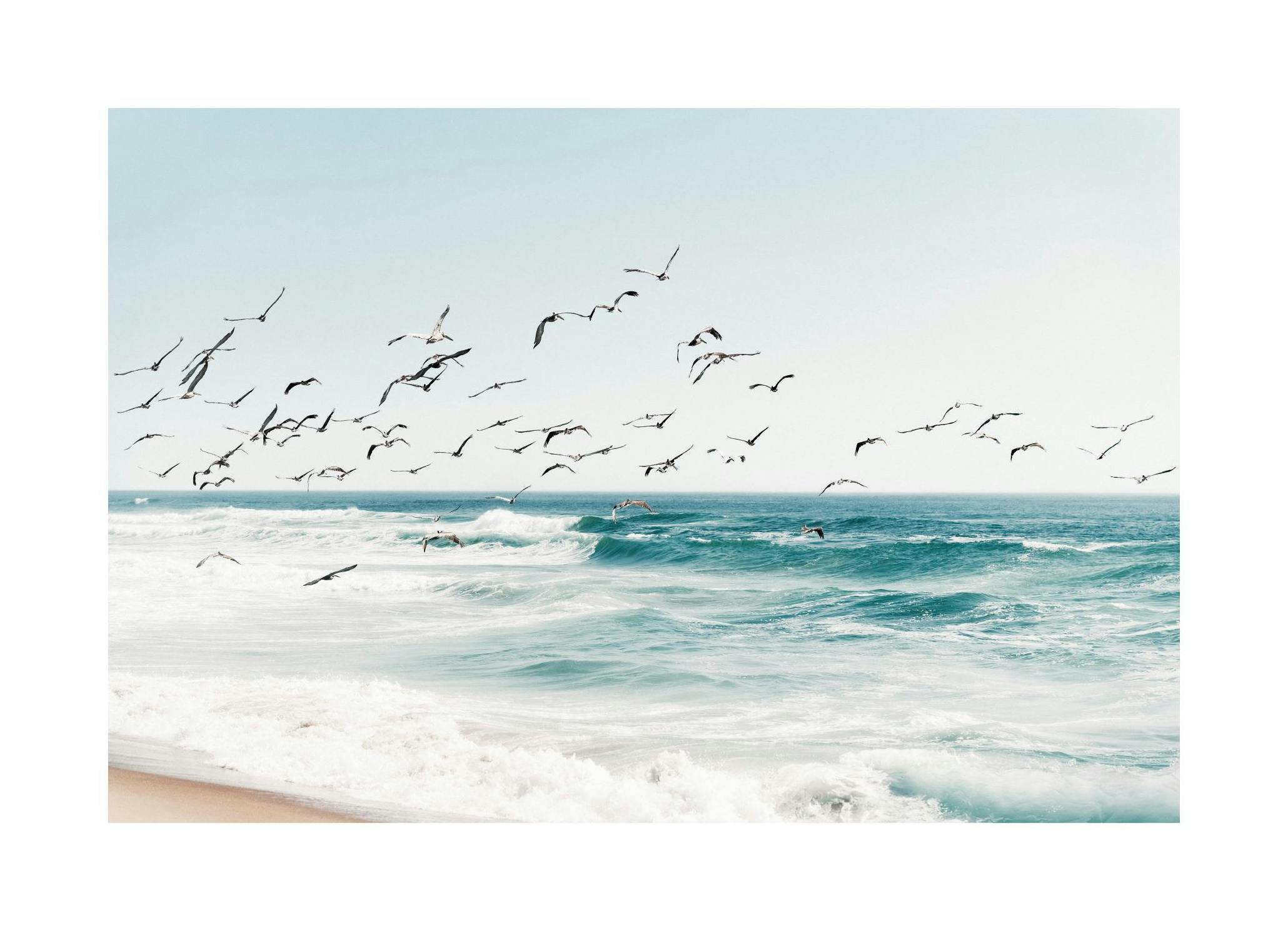 Birds on Seascape Poster (50x70 cm) -  Poster mit Meeresmotiven