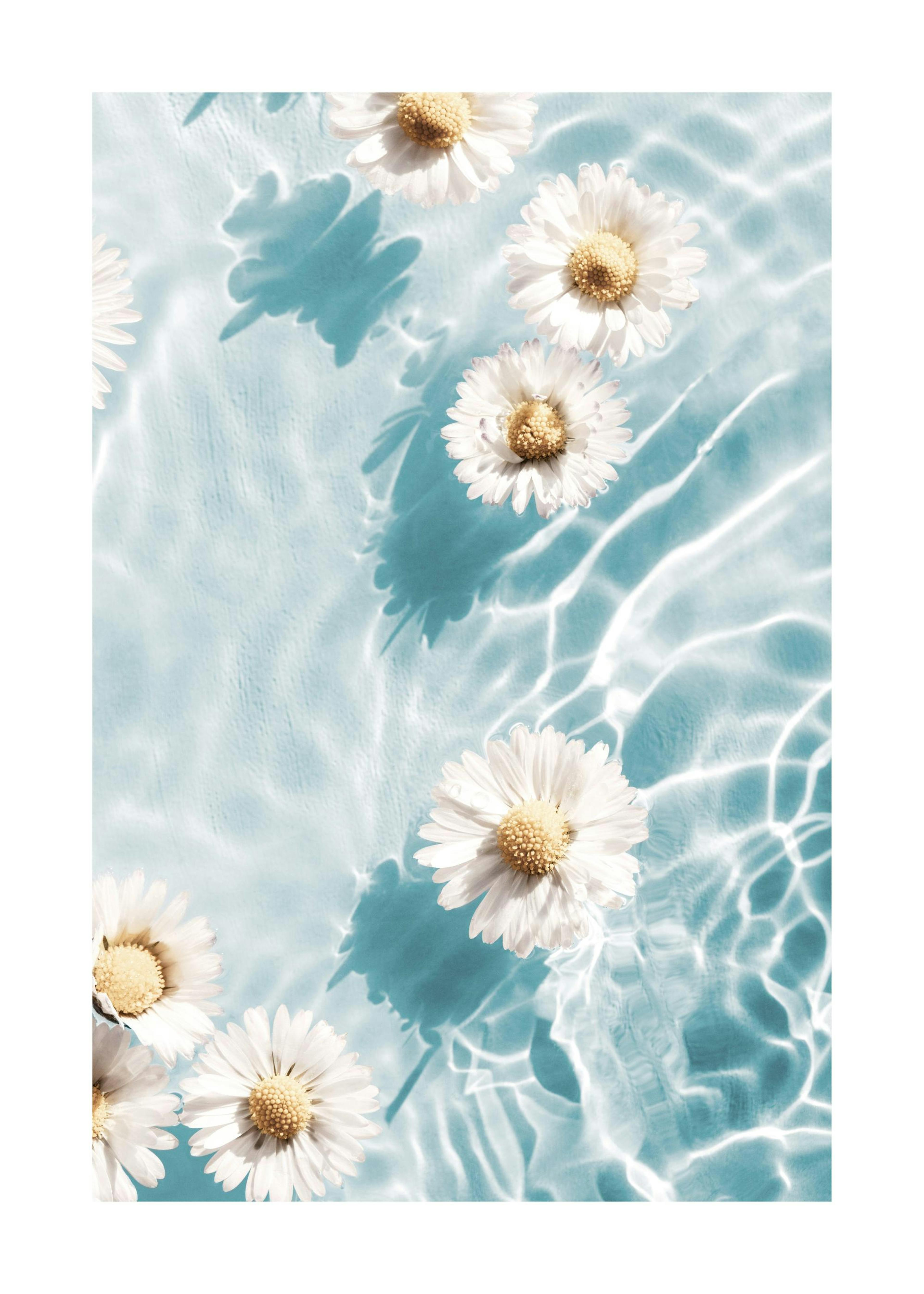 Blossom on Surface Poster 0