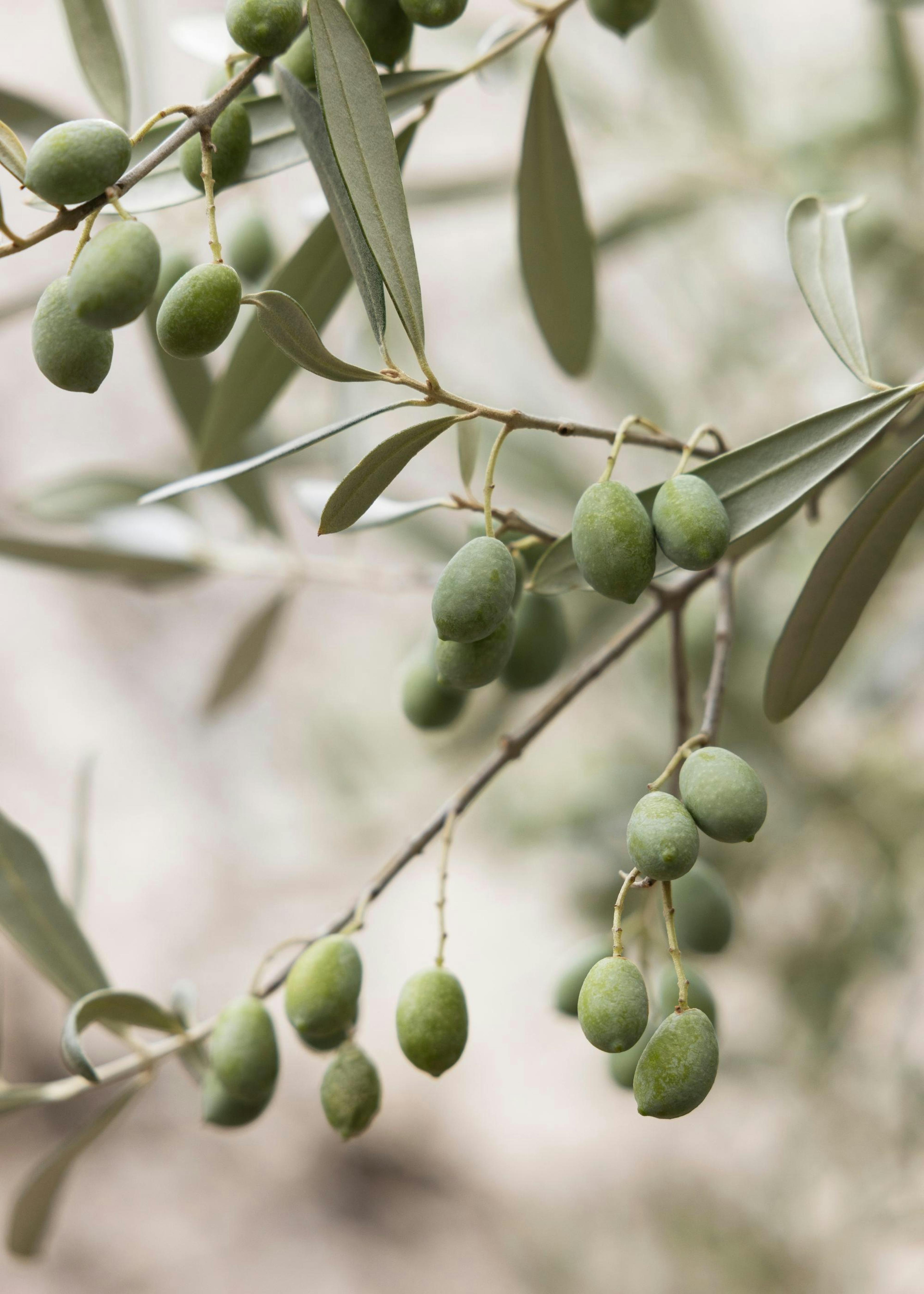 Olive Branches Print 0