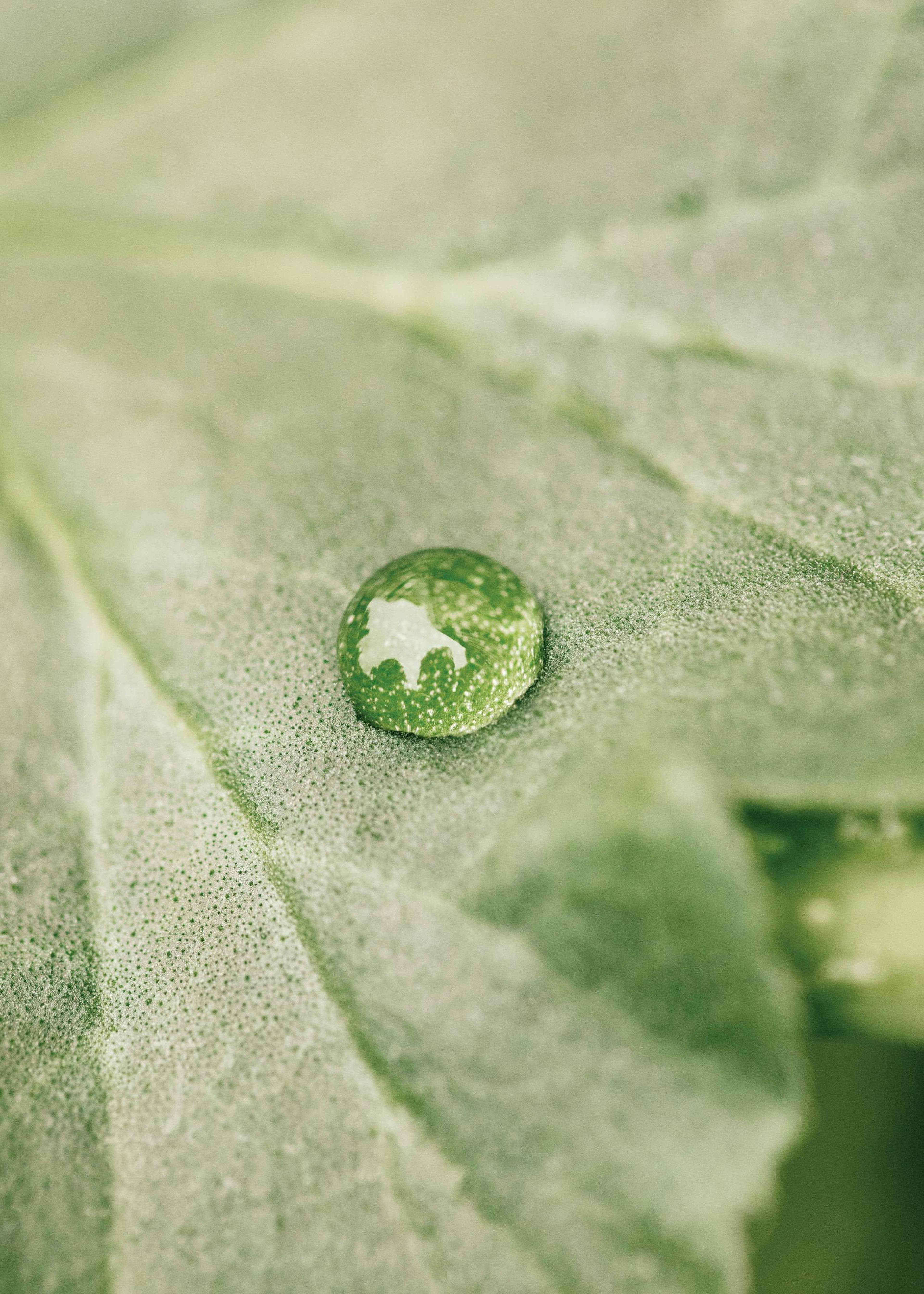 Rain on Leaf Affiche 0