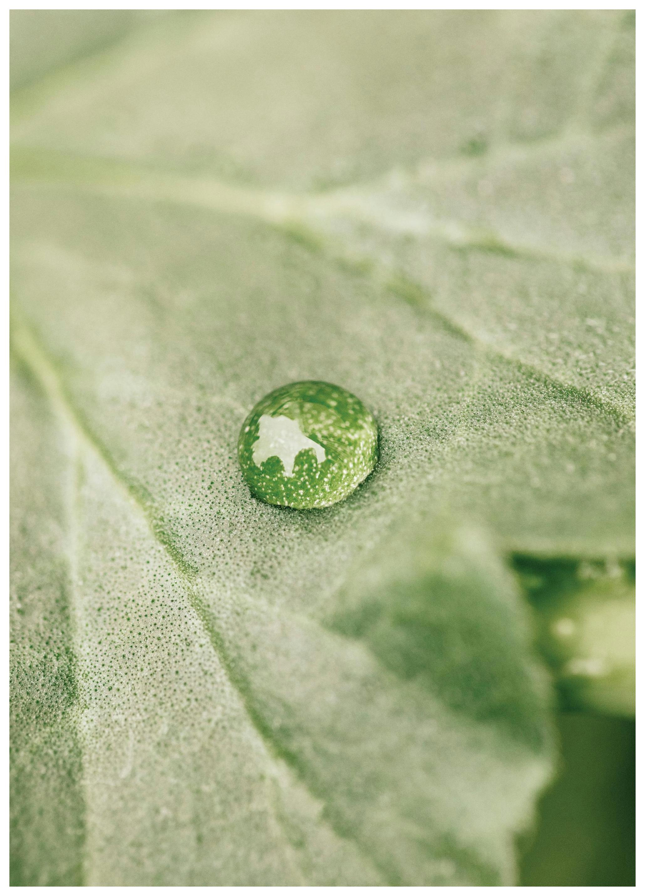 Rain on Leaf Poster (50x70 cm) -  Poster mit Pflanzenmotiven