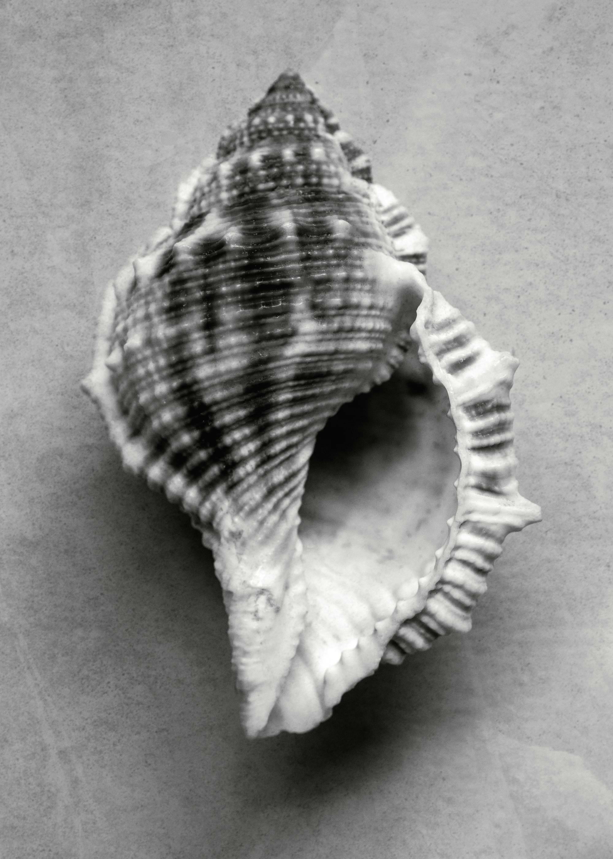 Monochrome Shell Print 0