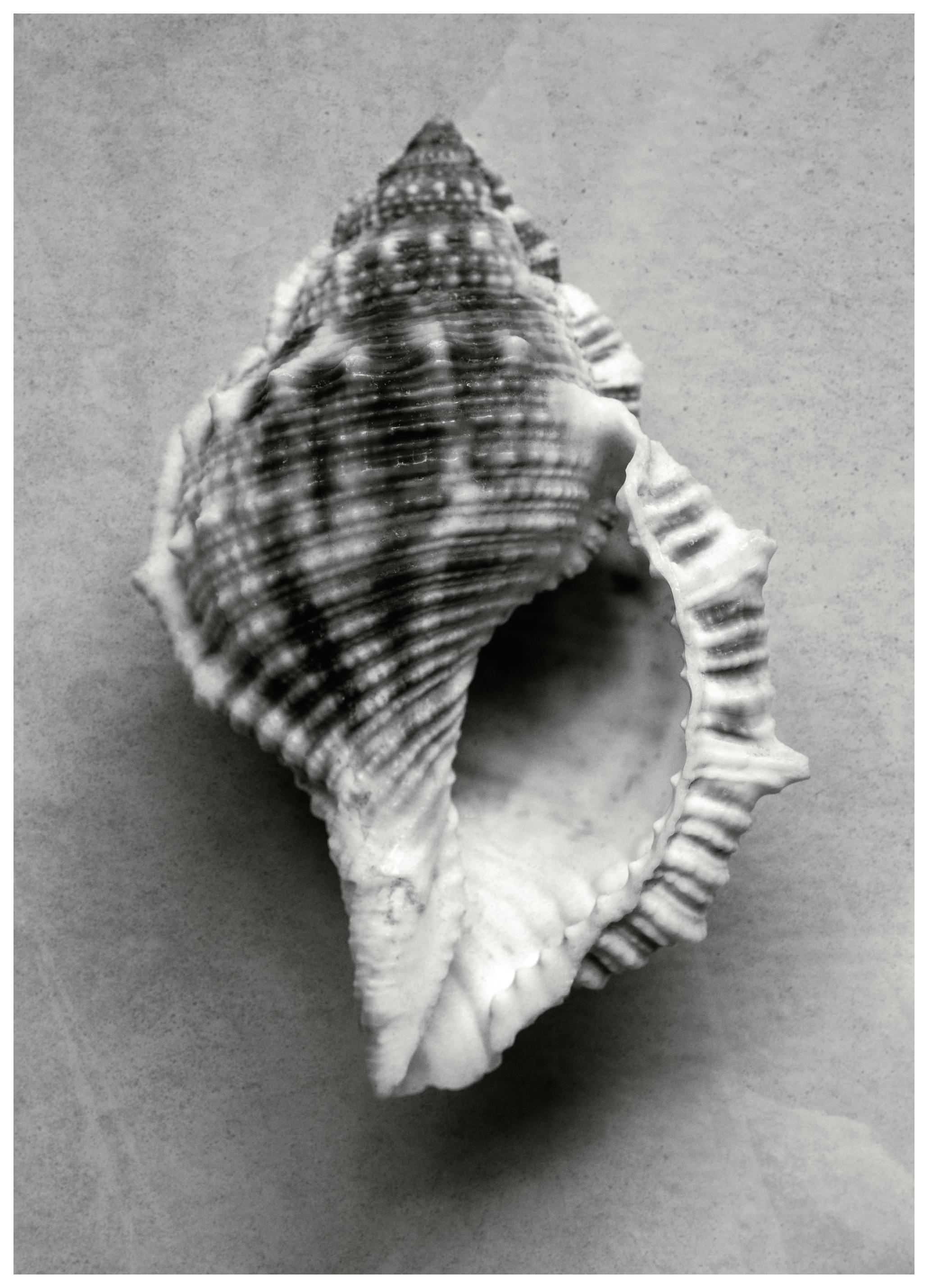 Monochrome Shell Poster (50x70 cm)- Fotografia da preto e branco
