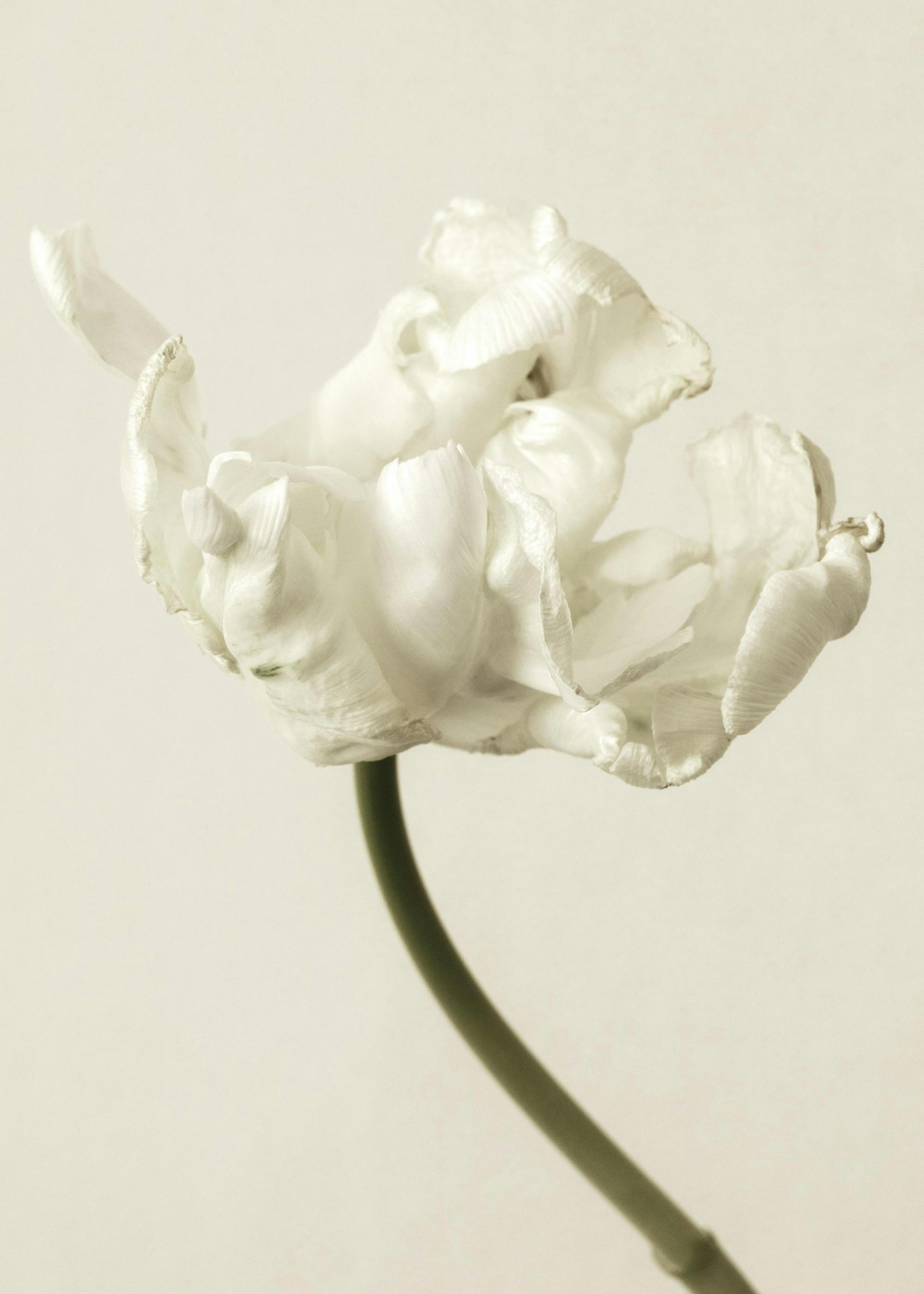 Silent Blossom Print 0
