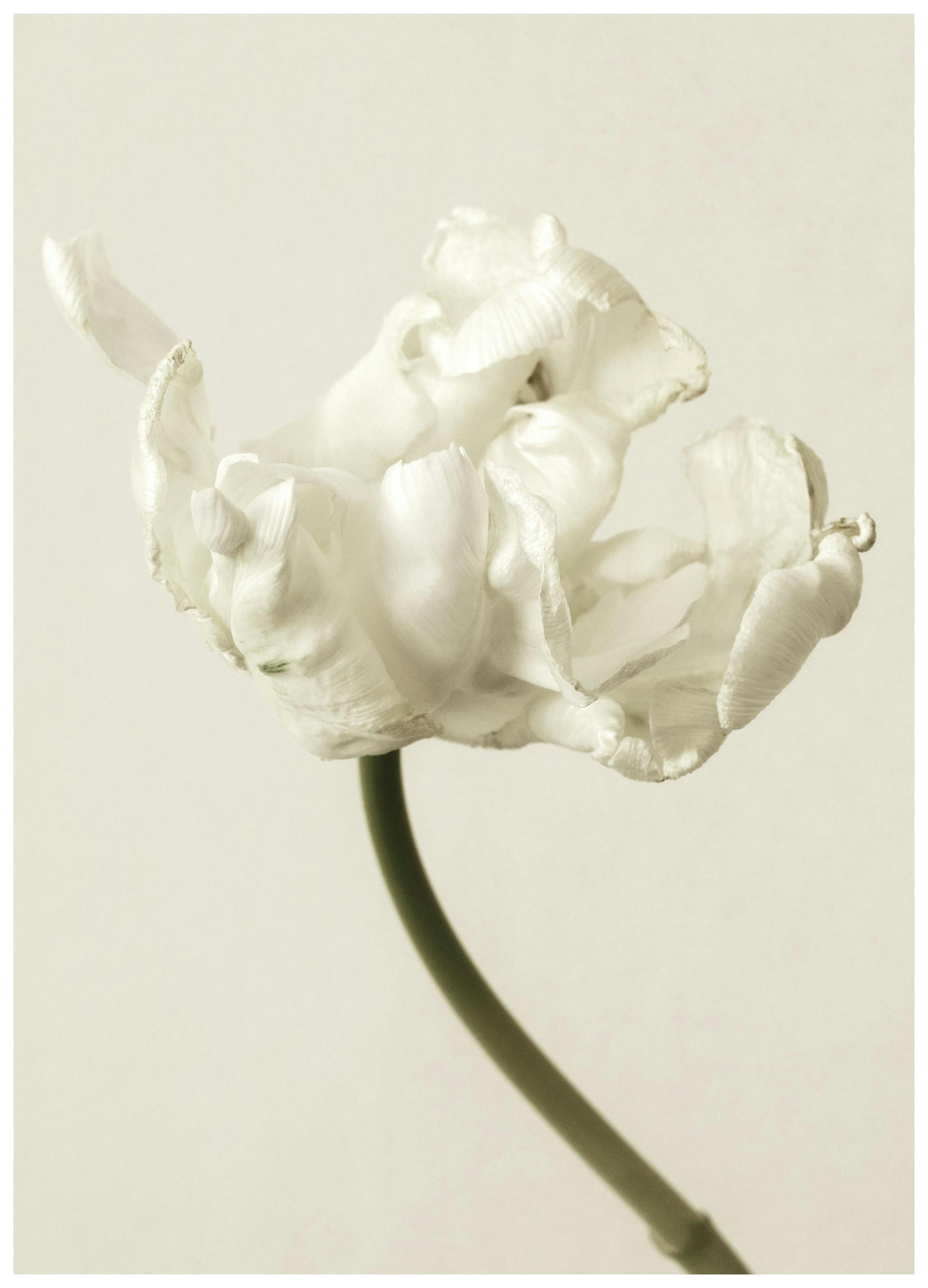 Silent Blossom Affiche (50x70 cm) - Tableaux de fleurs