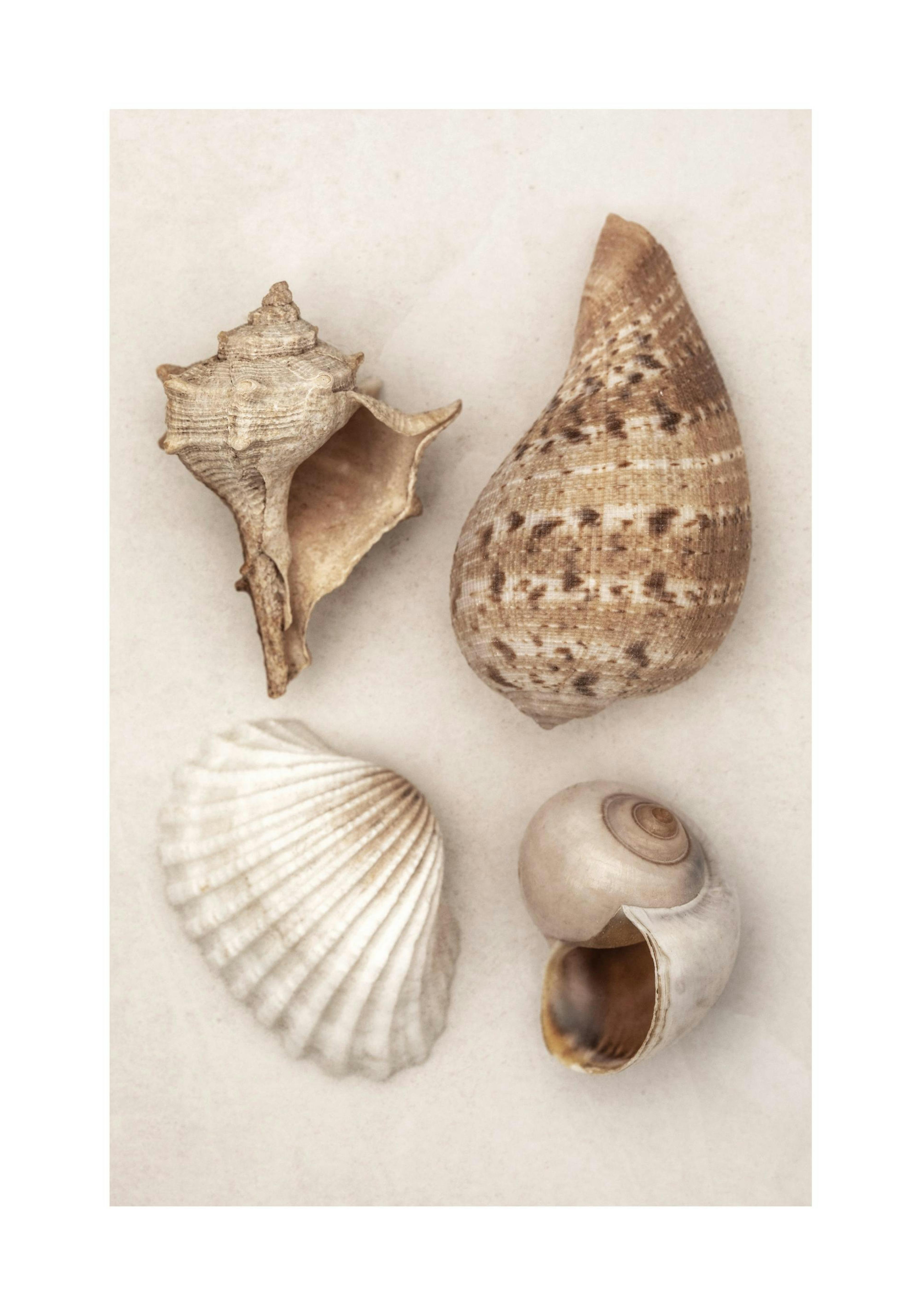 Soft Shells Print