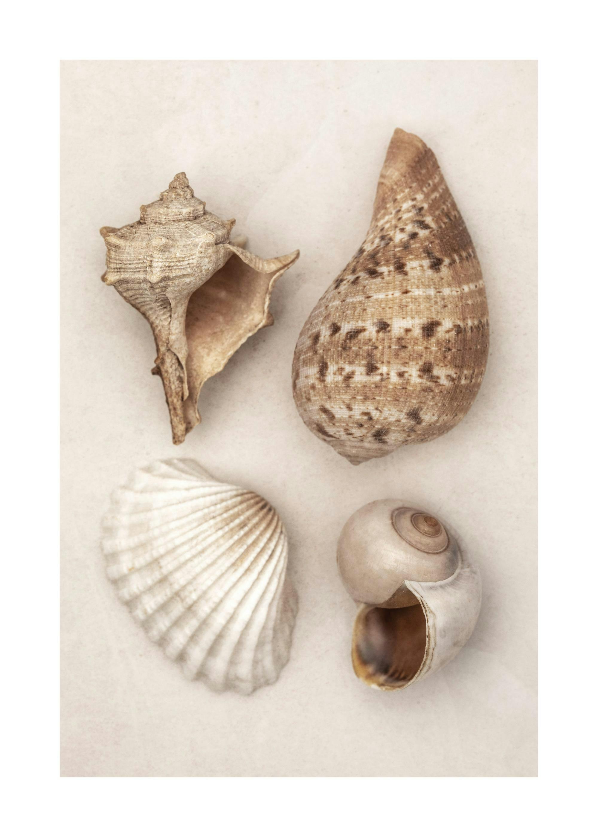 Soft Shells Plakat 0