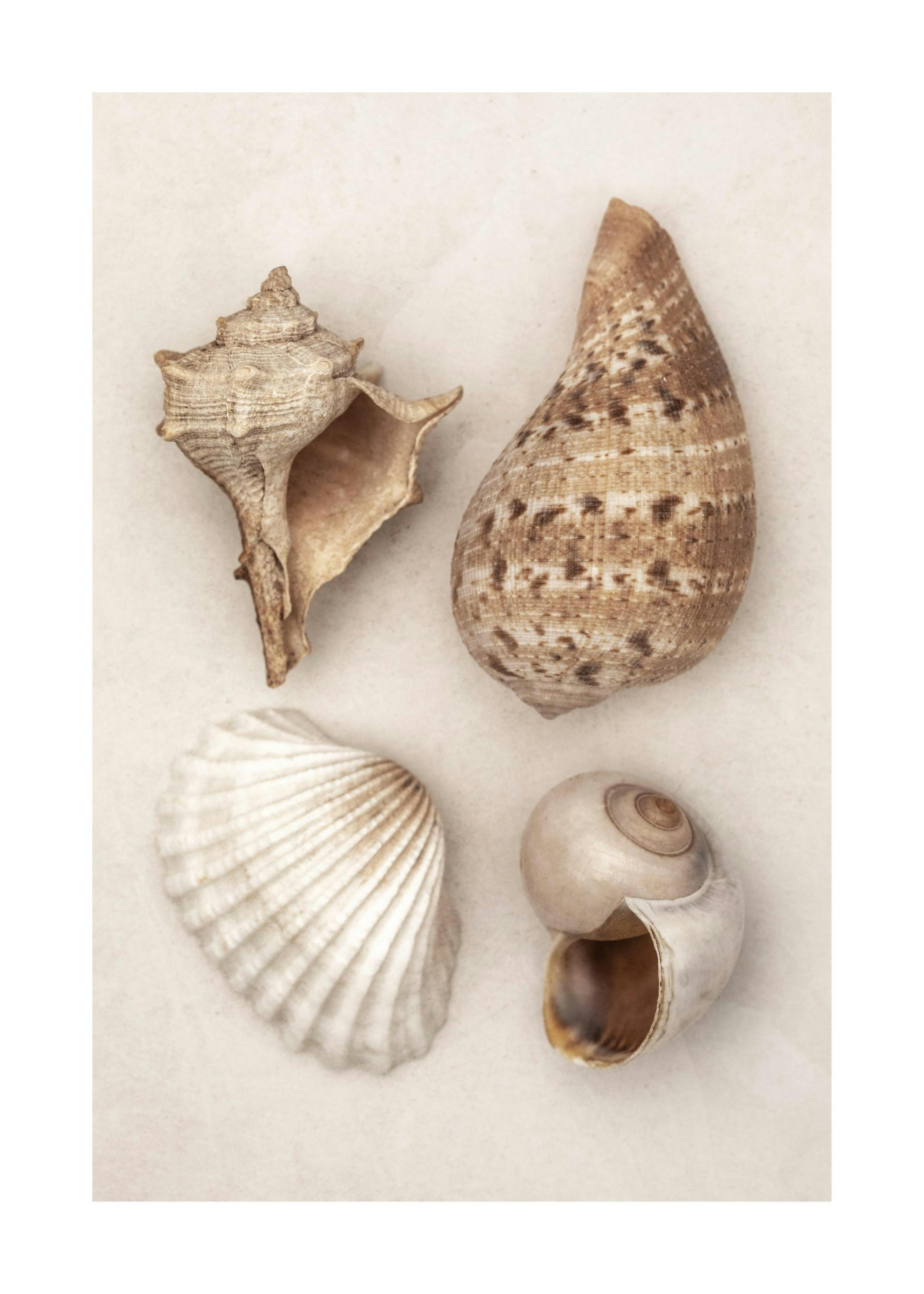 Soft Shells Poster 0