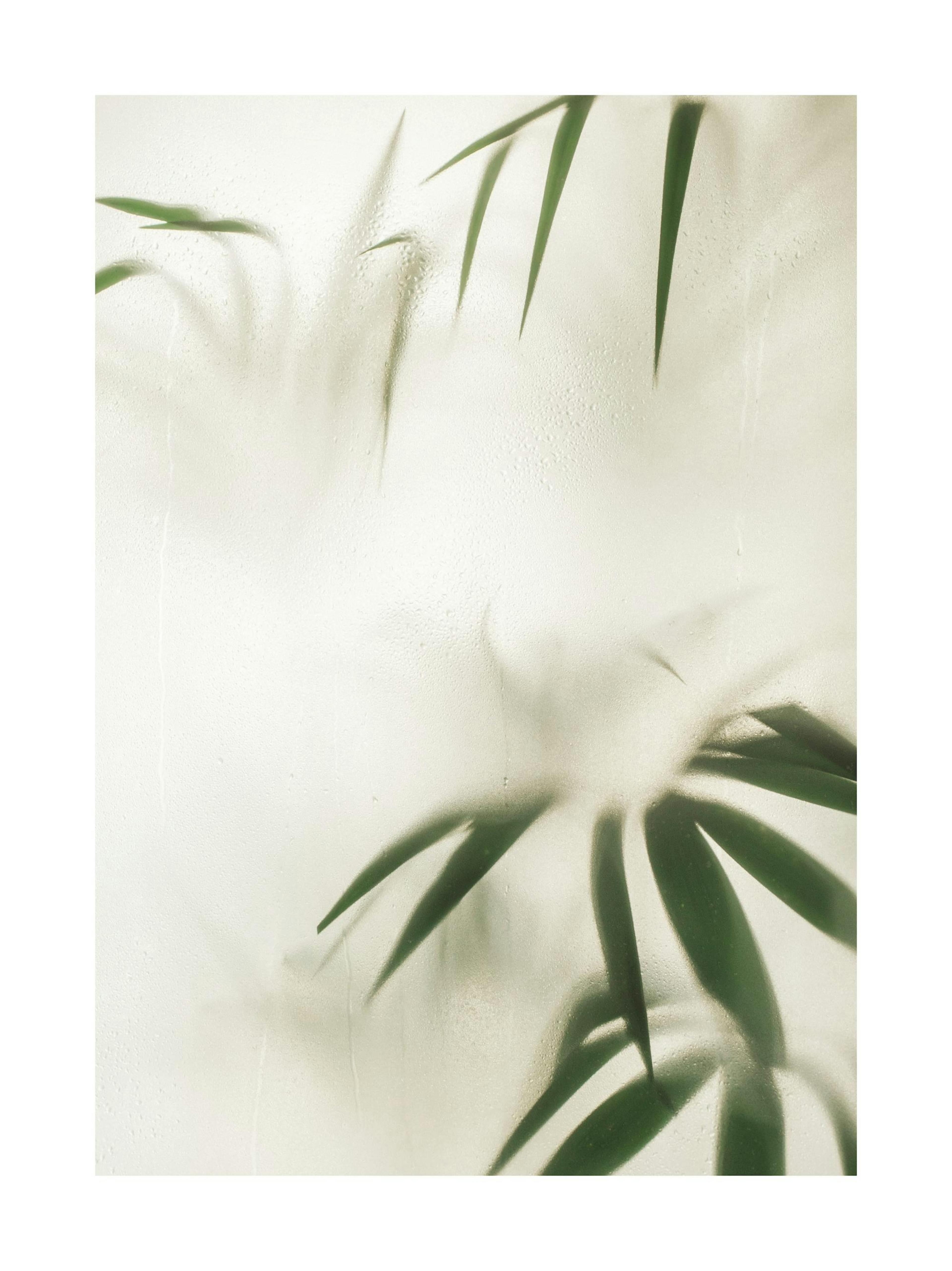 Leaves in Disguise Print