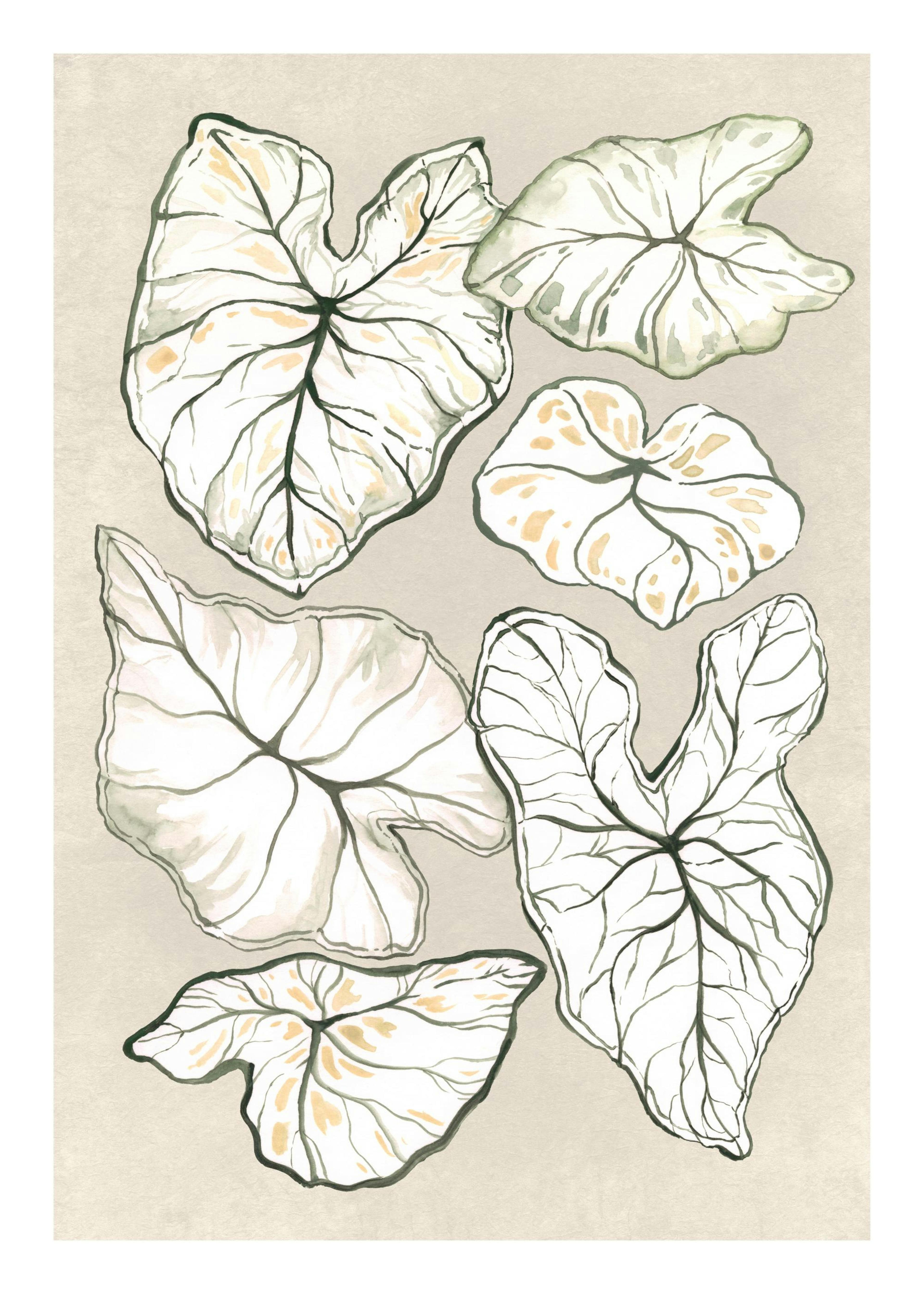 Caladium in Beige Plakat 0
