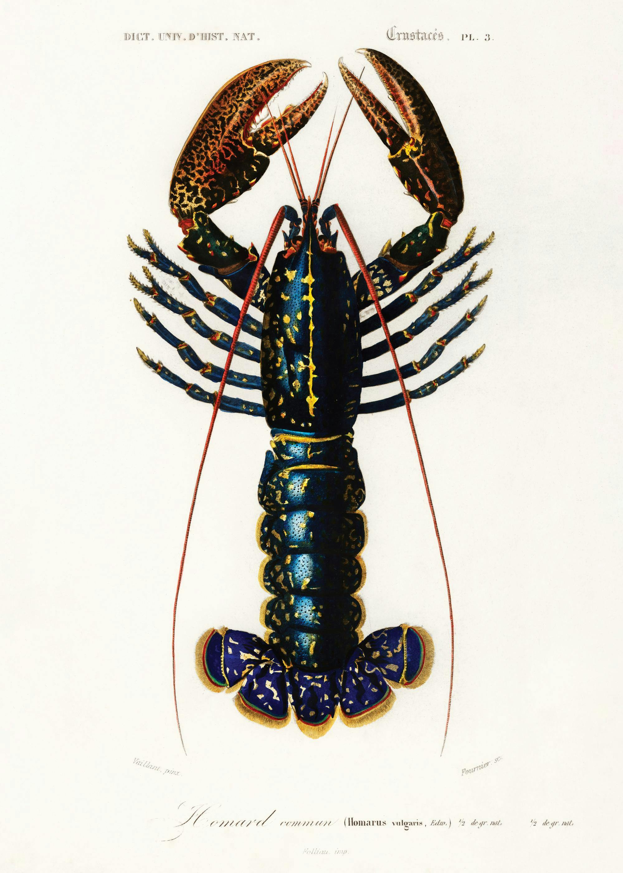 Vintage Lobster Print 0