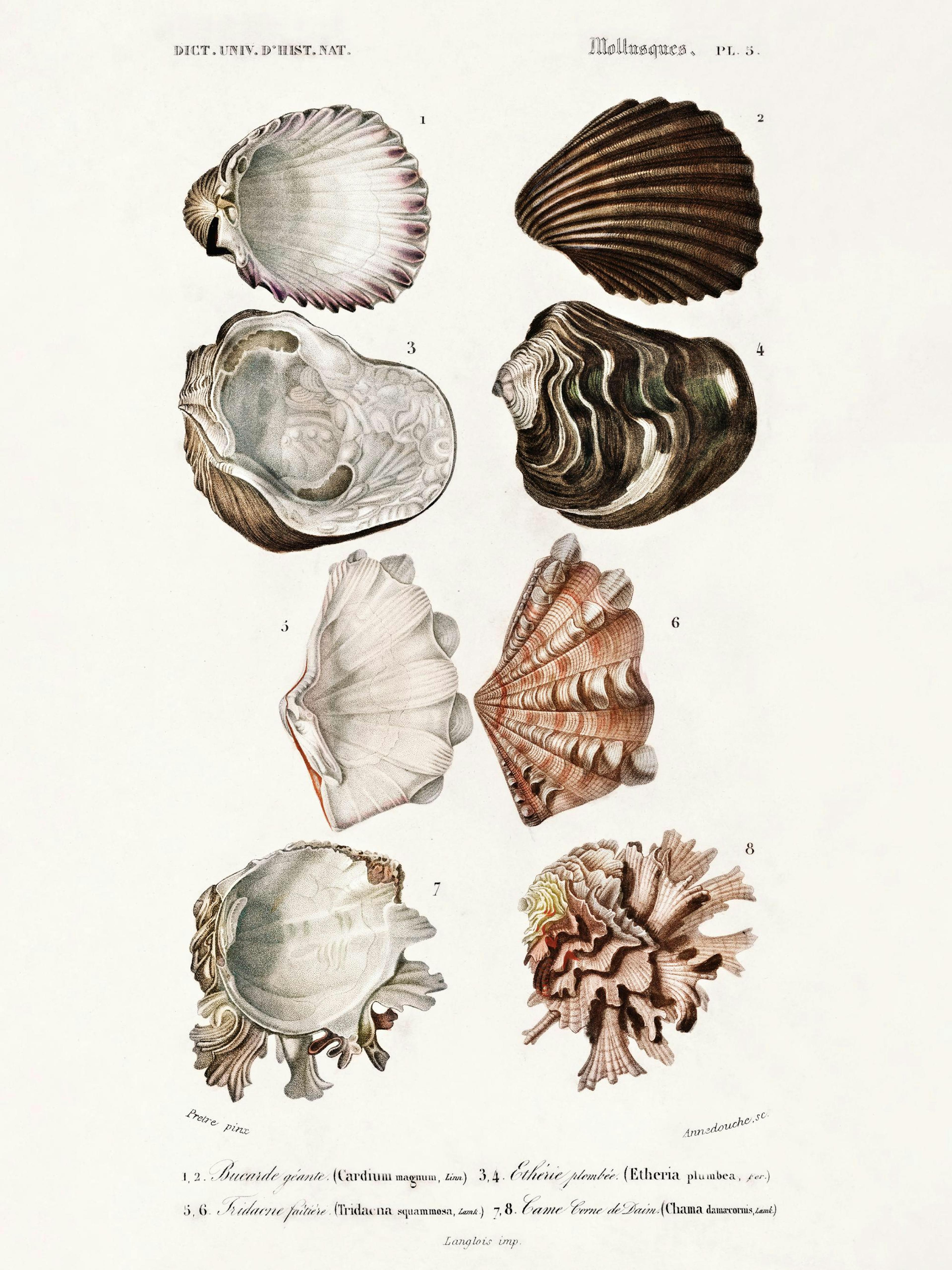 Vintage Shells Print