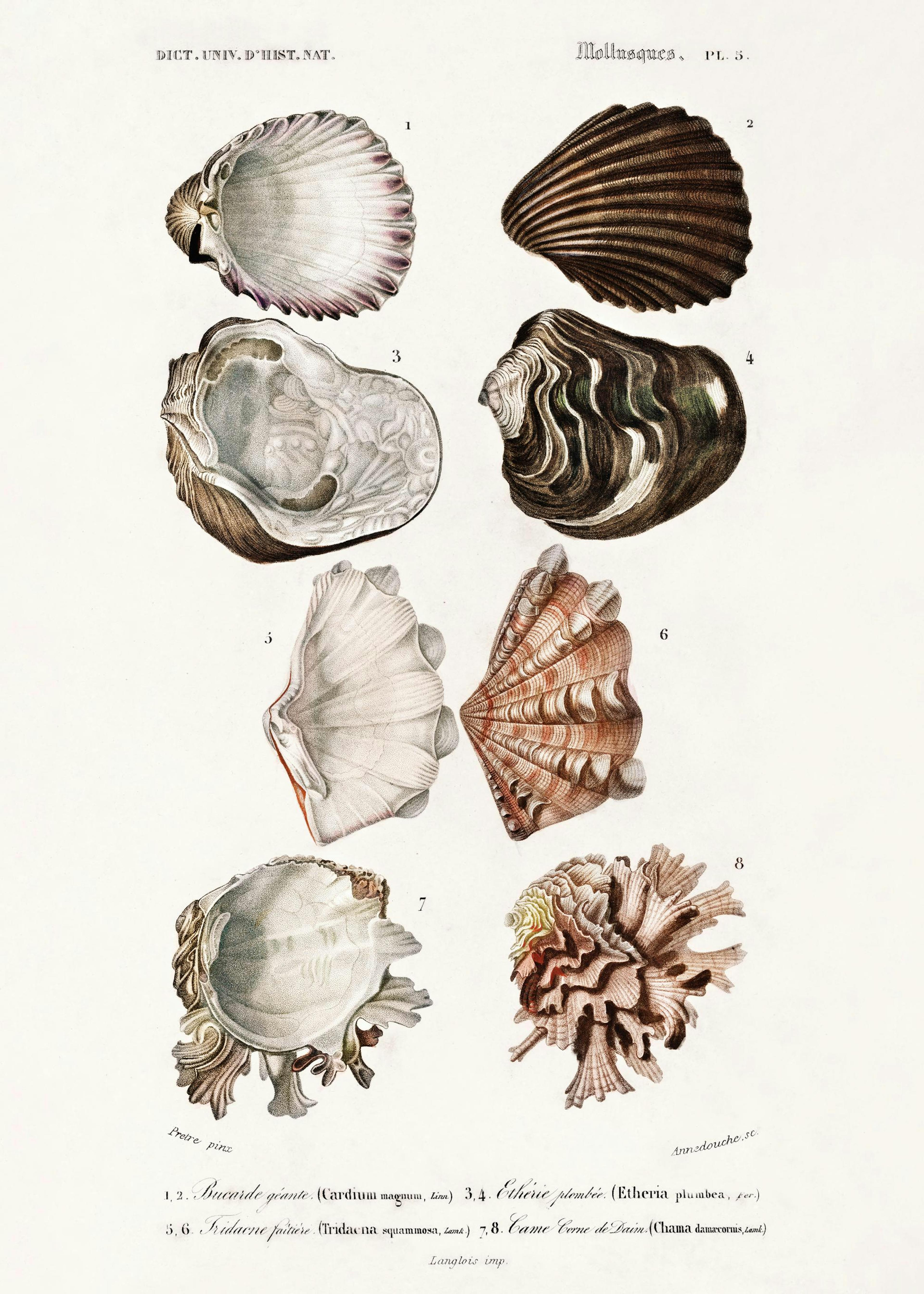 Vintage Shells Print 0
