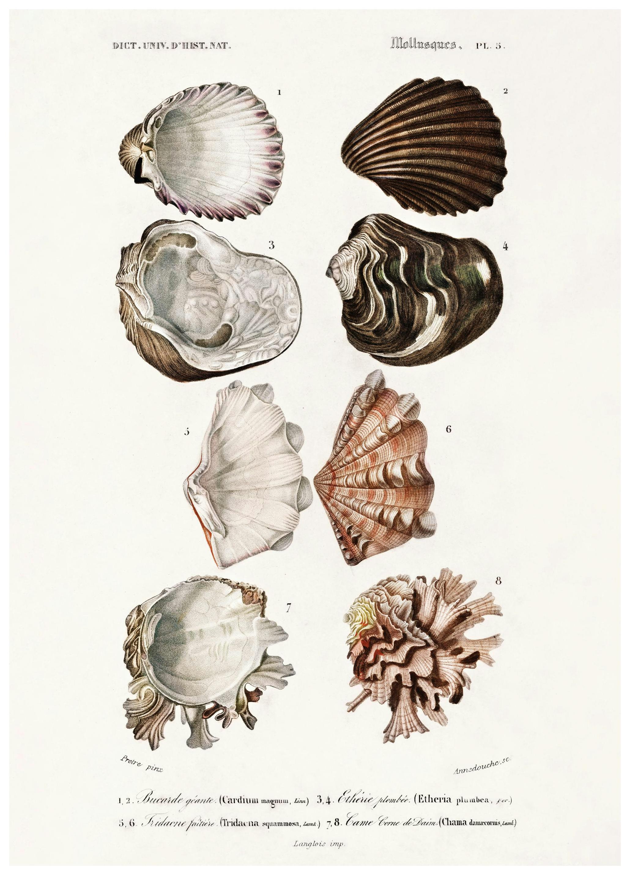 Prints - Vintage Shells Print (30x40 cm) - Vintage posters