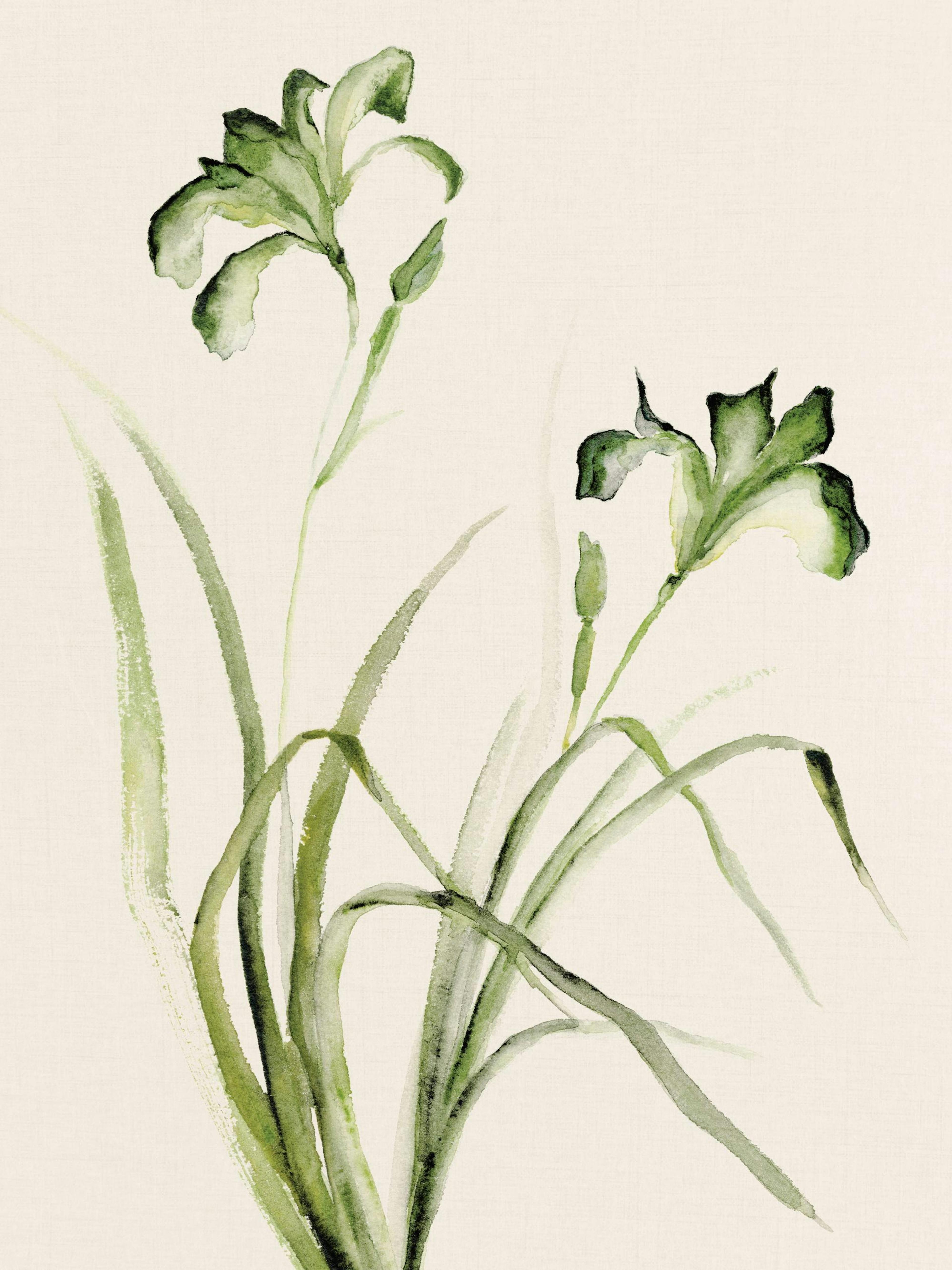 Watercolor Irises Print 0