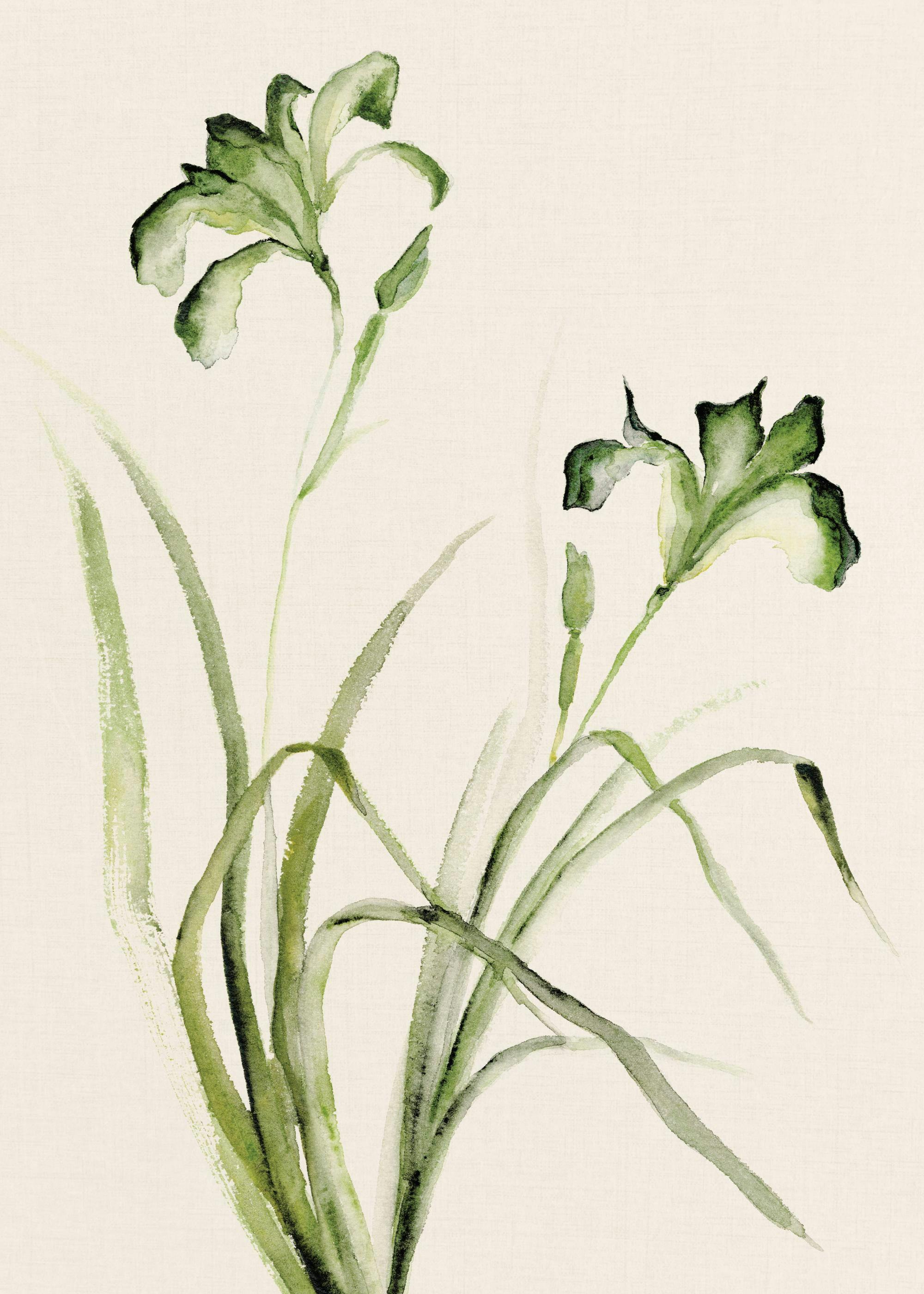 Watercolor Irises Poster 0