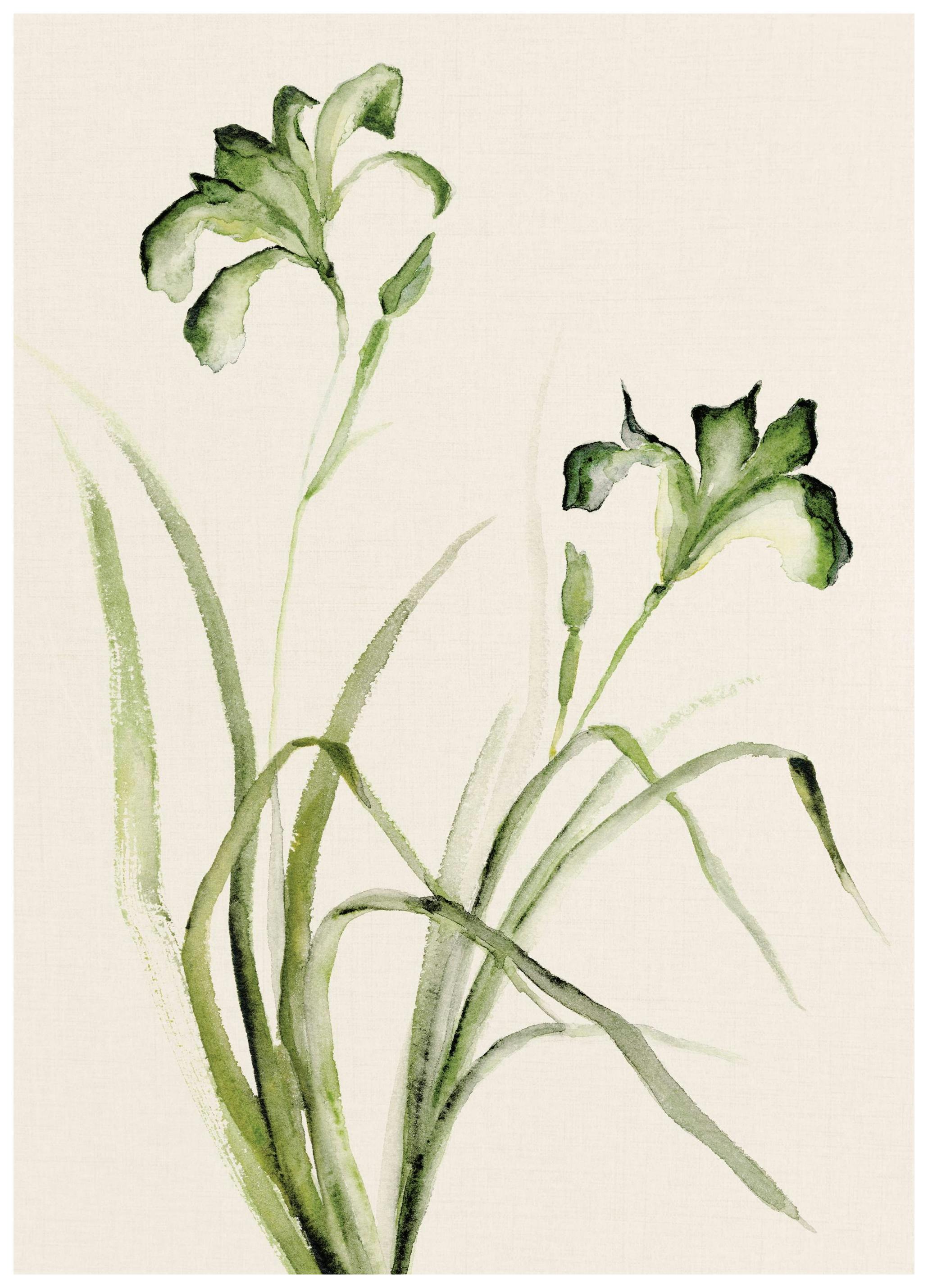 Watercolor Irises Plakat (30x40 cm)- Obrazy akwarelowe