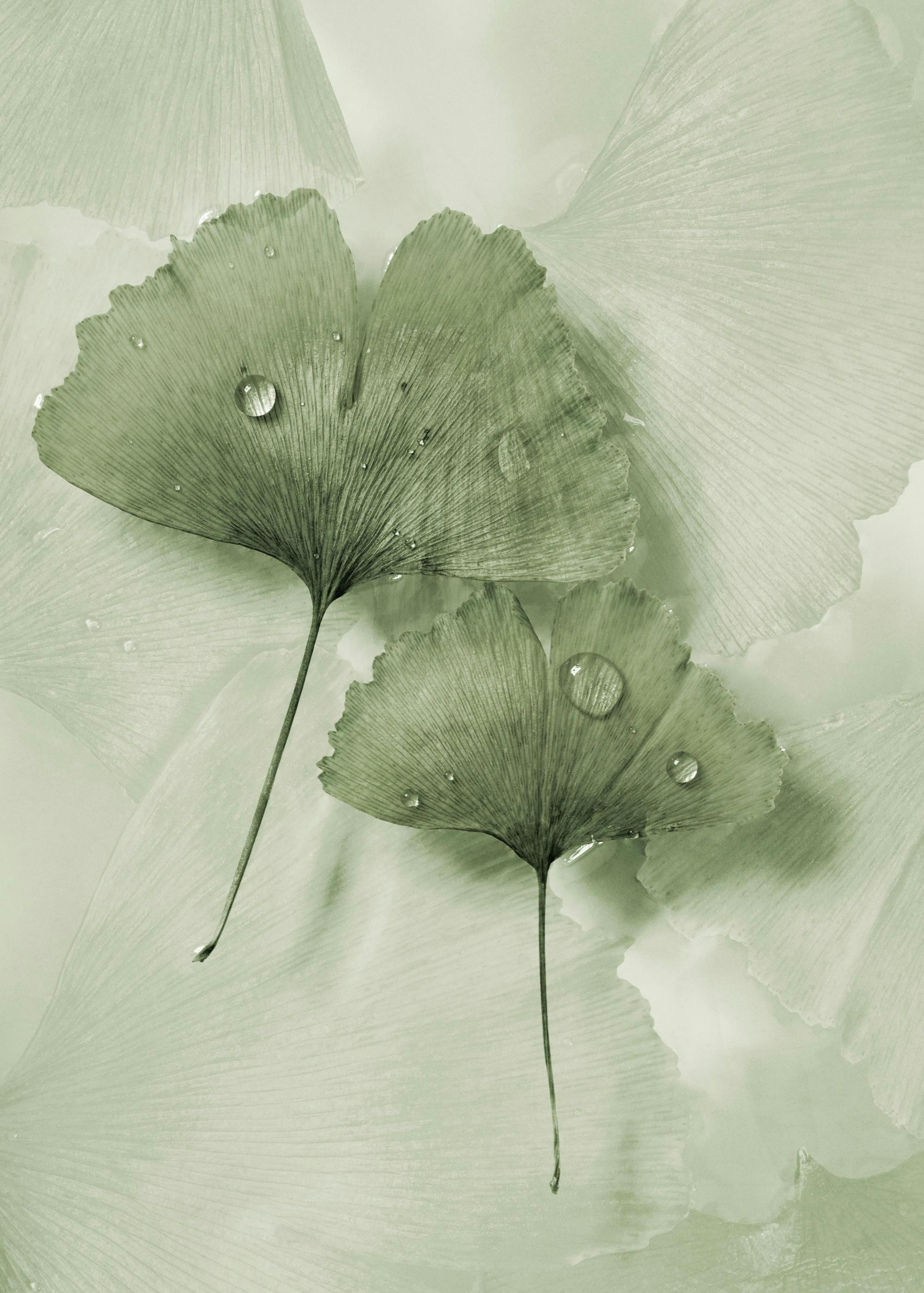 Green Ginkgo Print 0