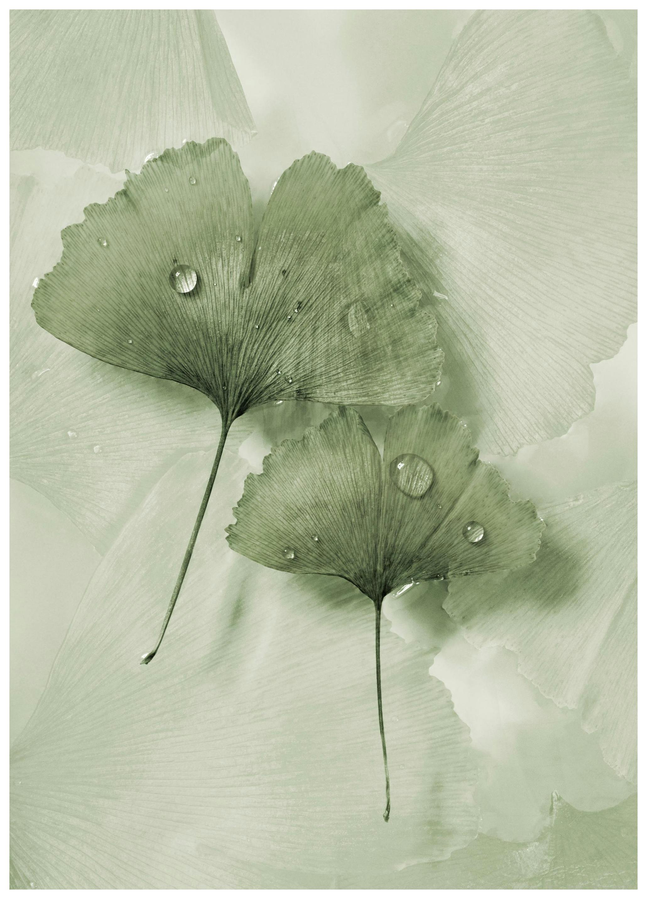 Green Ginkgo Poster (50x70 cm) - Groene planten