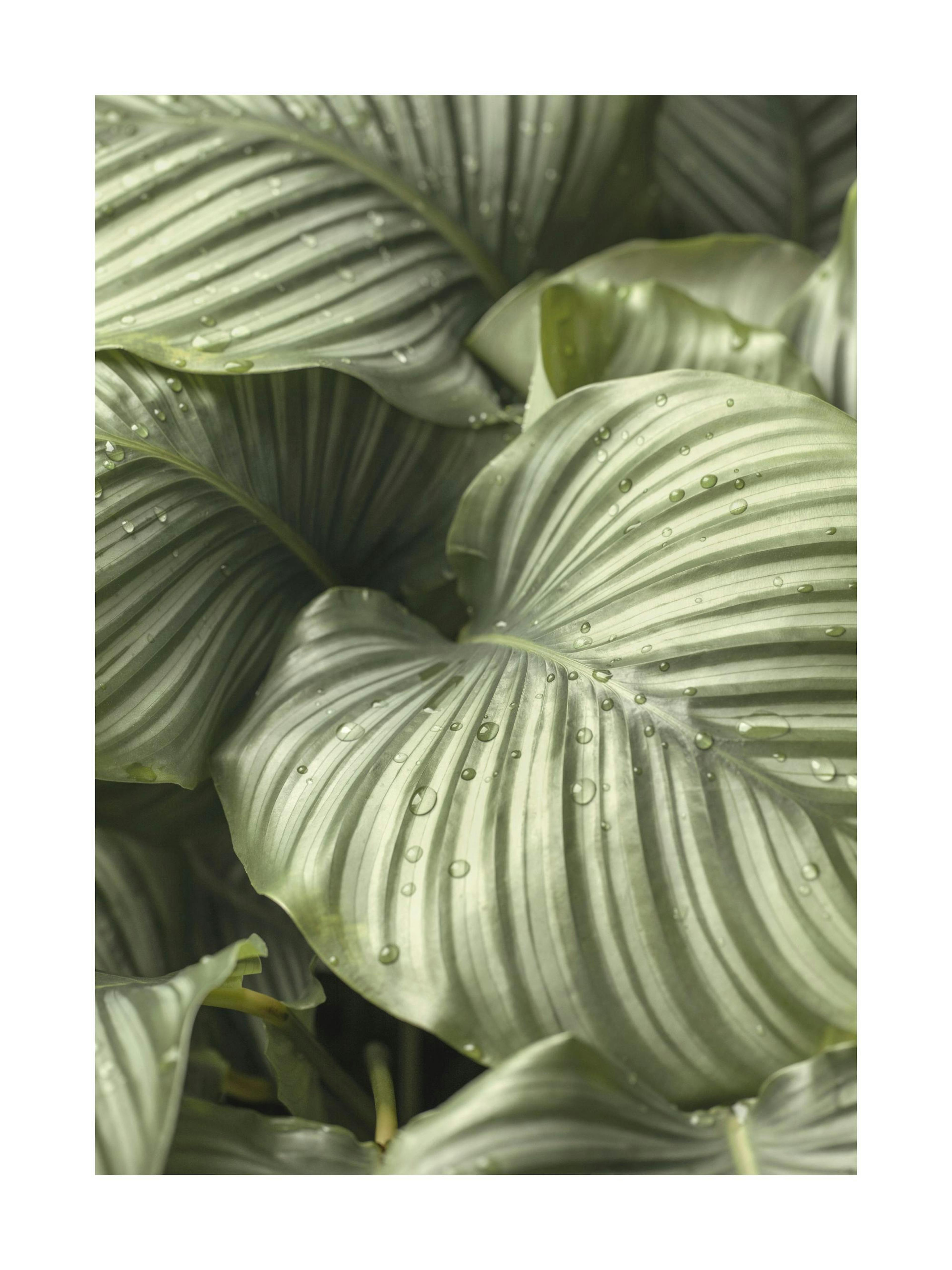 Calathea Leaves Poster