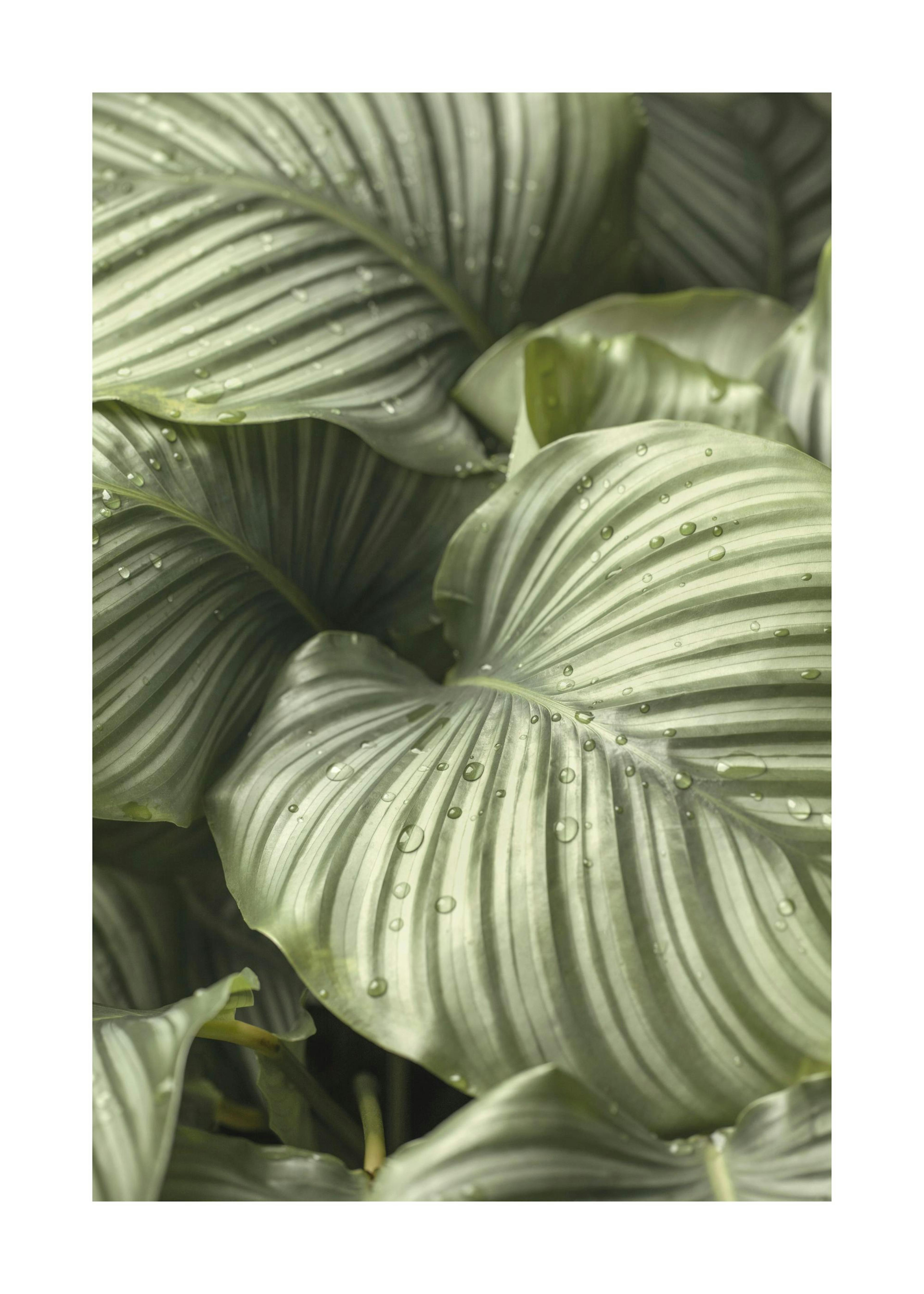 Calathea Leaves Print 0