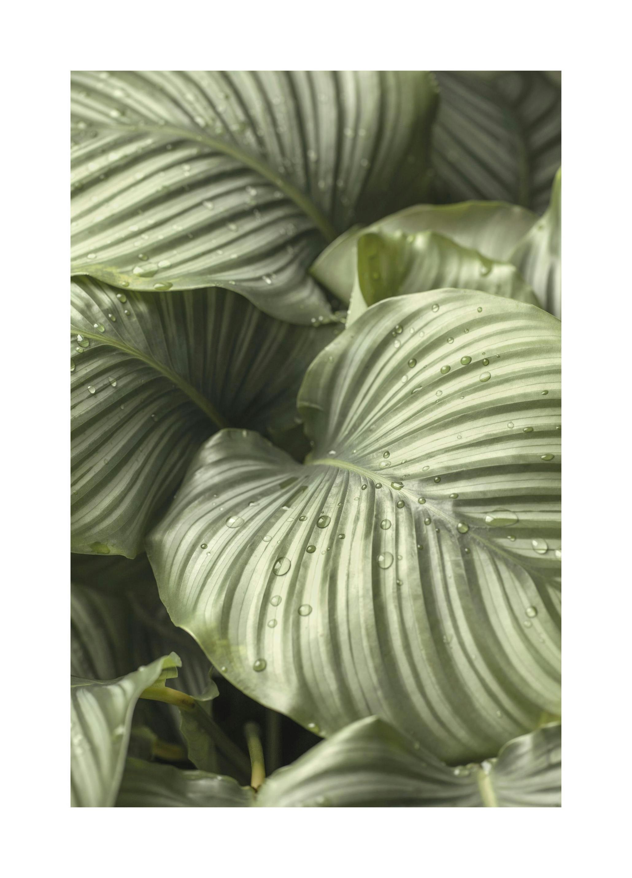 Calathea Leaves Poster (30x40 cm)