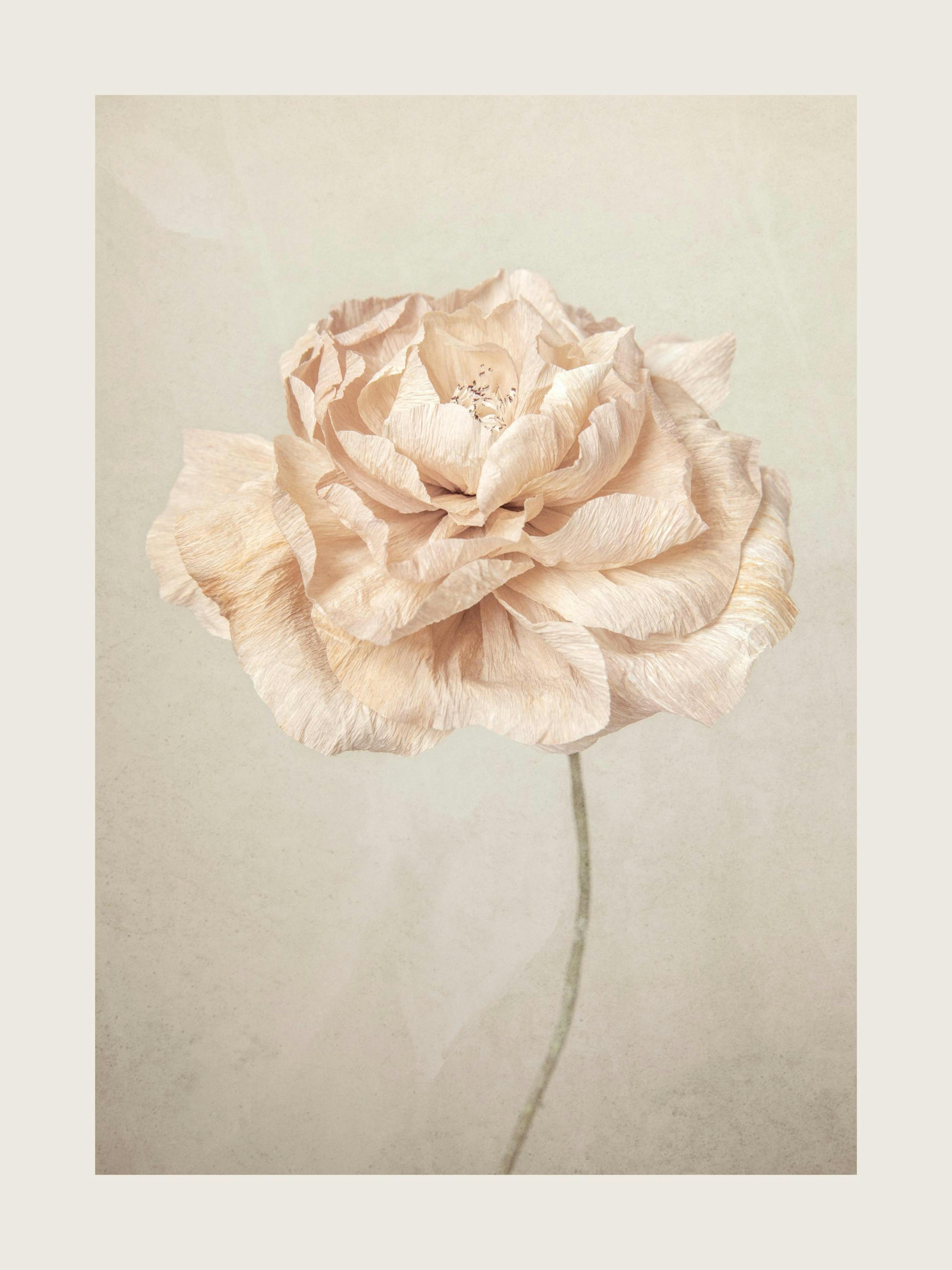 Soft Blossom Poster