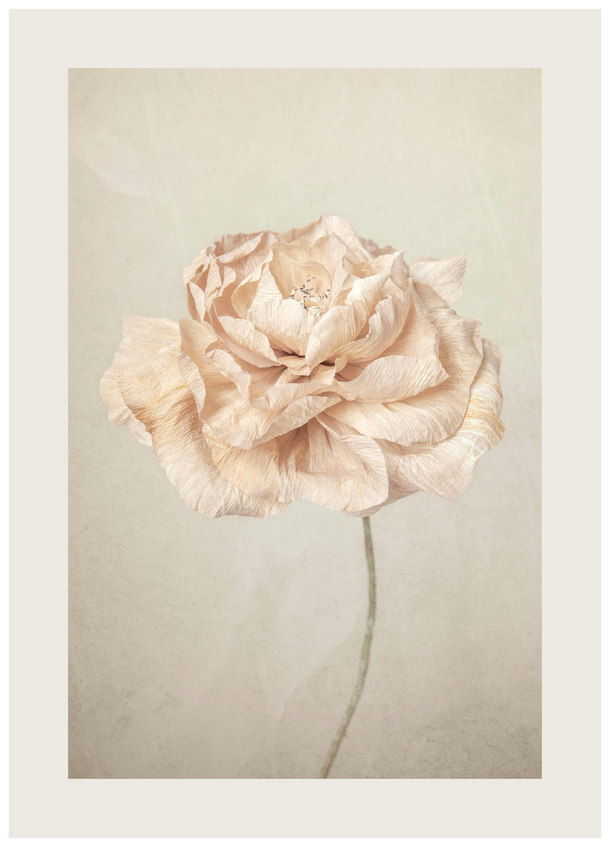 Soft Blossom Print (30x40 cm)