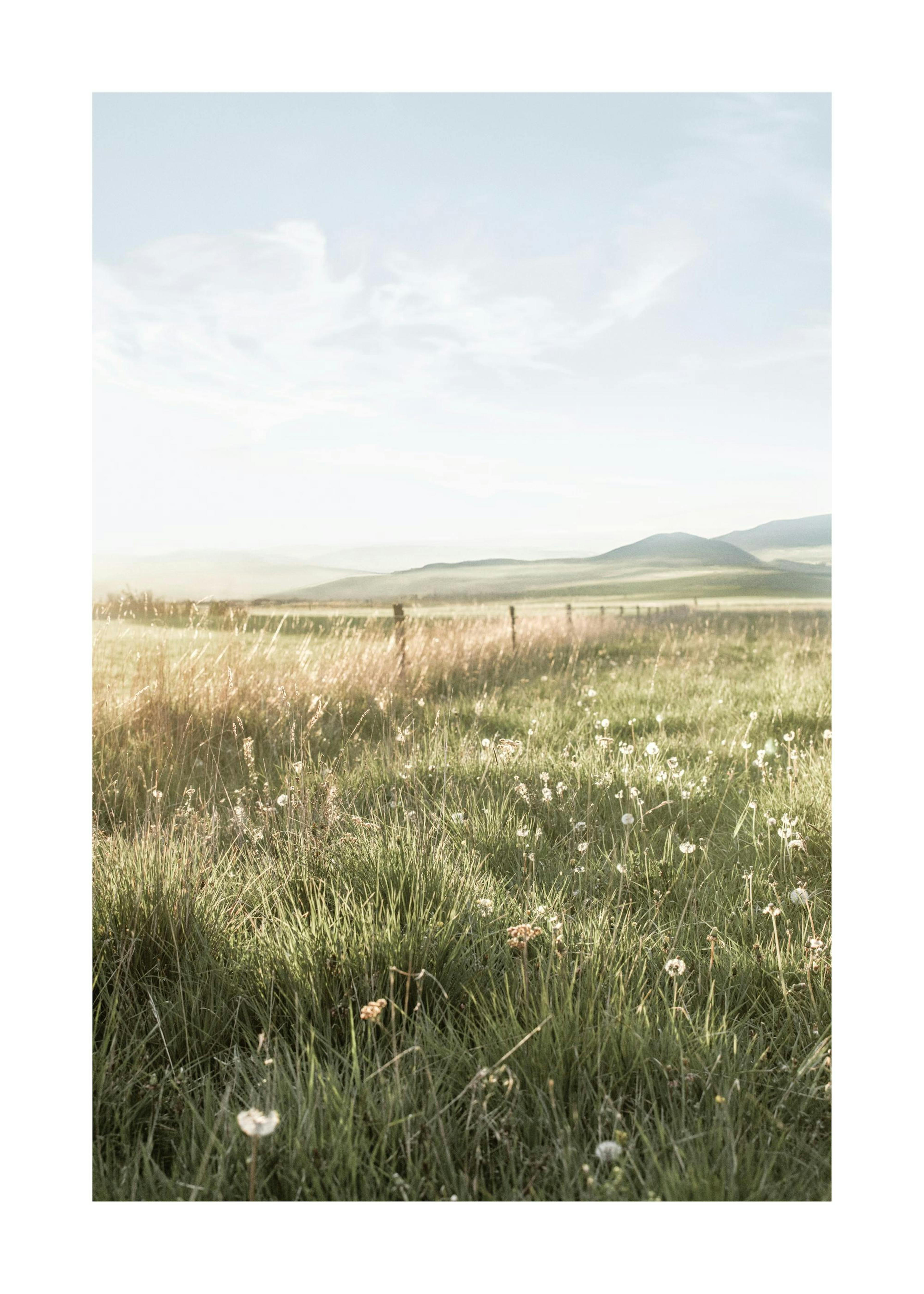 Field Sunset Poster 0