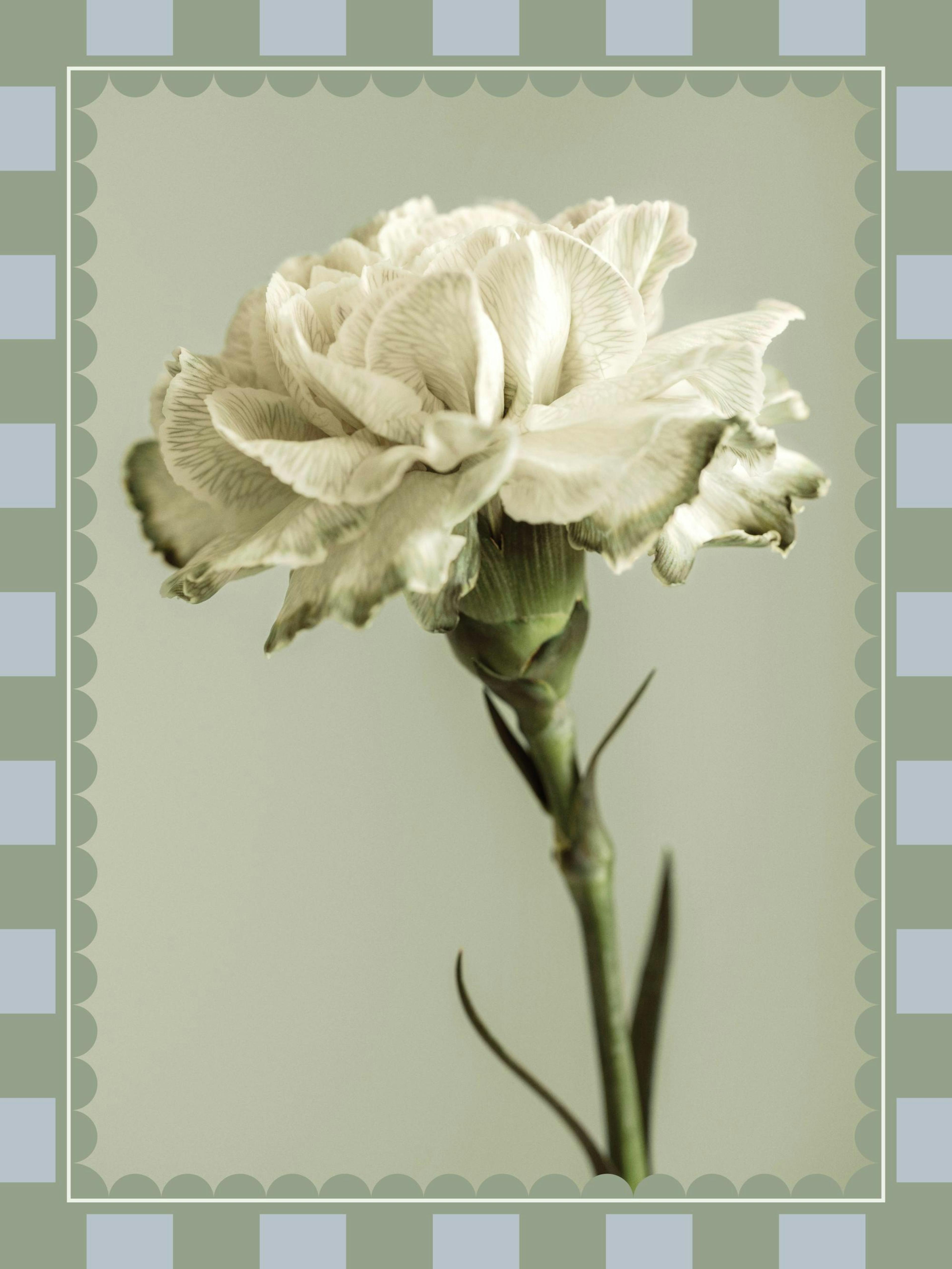 Checkered Flower No2 Poster 0
