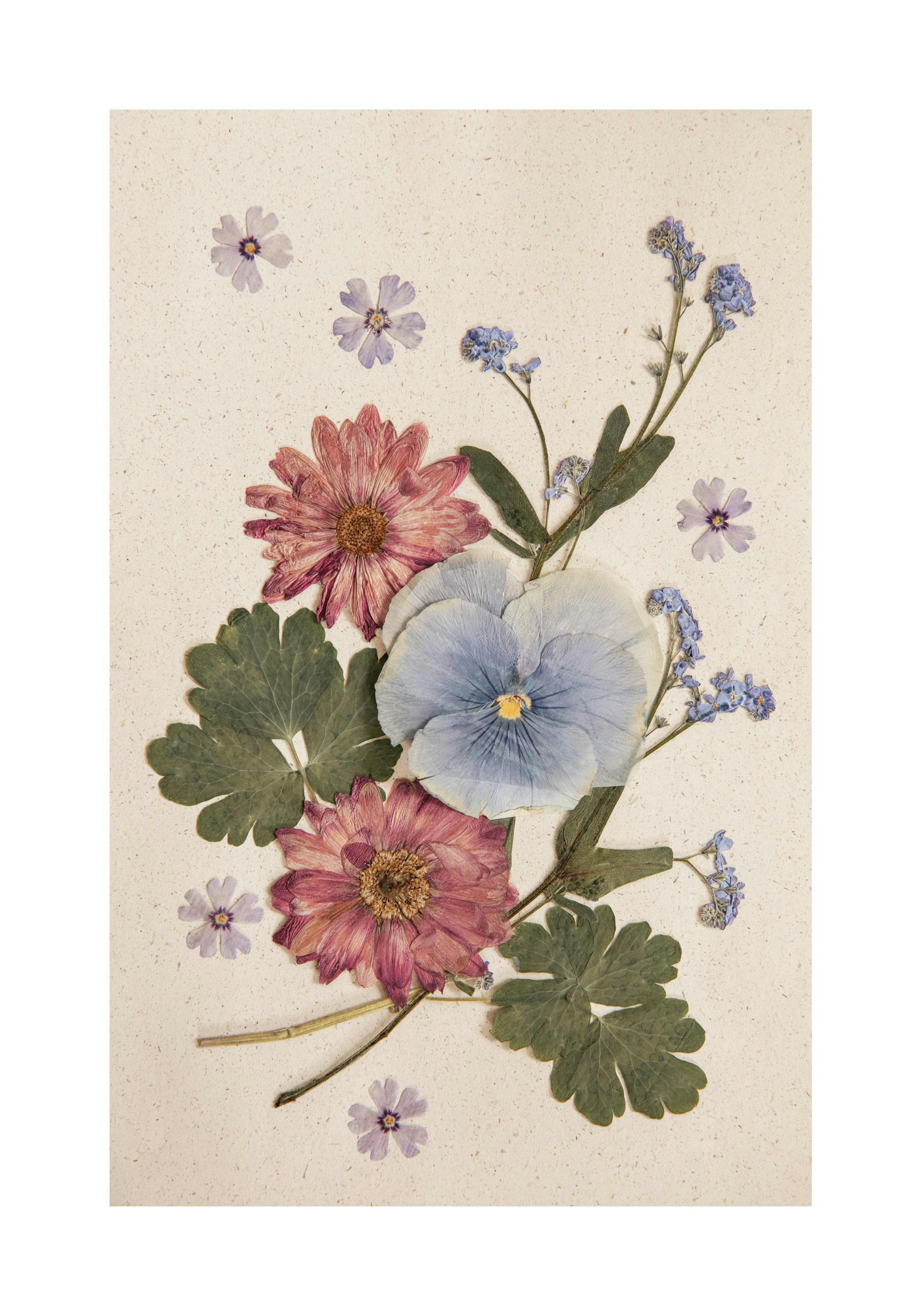 Pressed Blossom Juliste