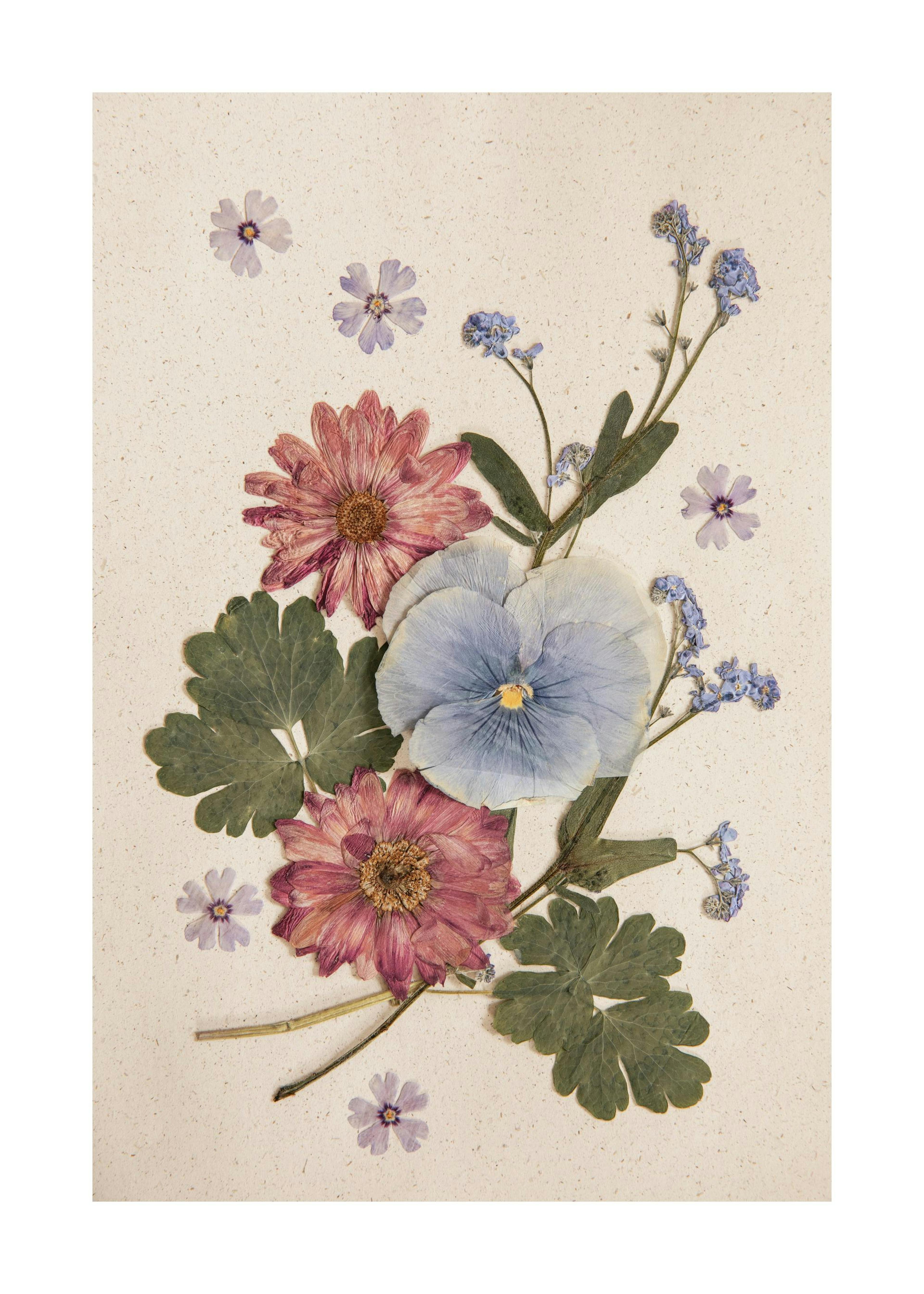 Pressed Blossom Plakat 0