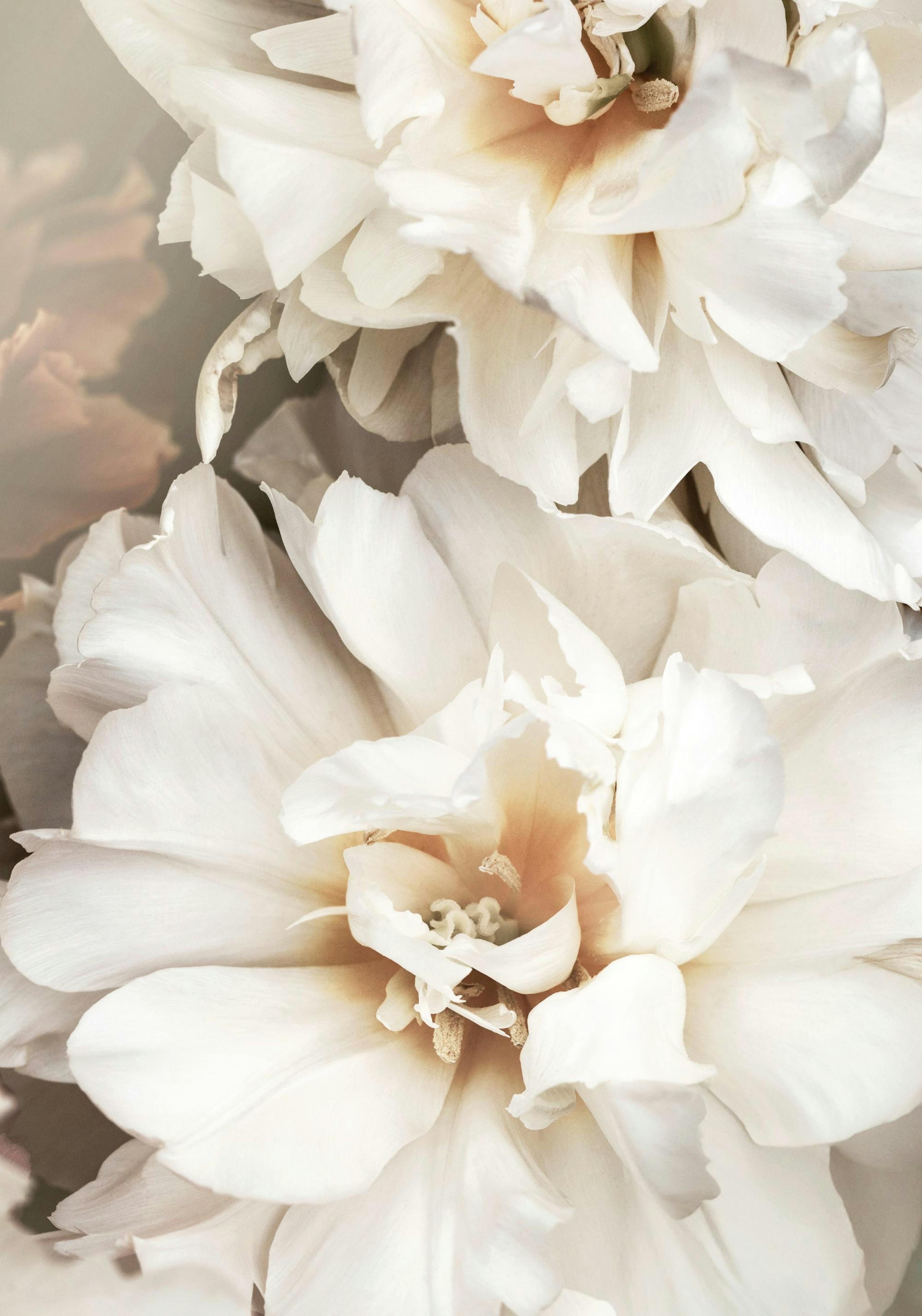 White Petals Print