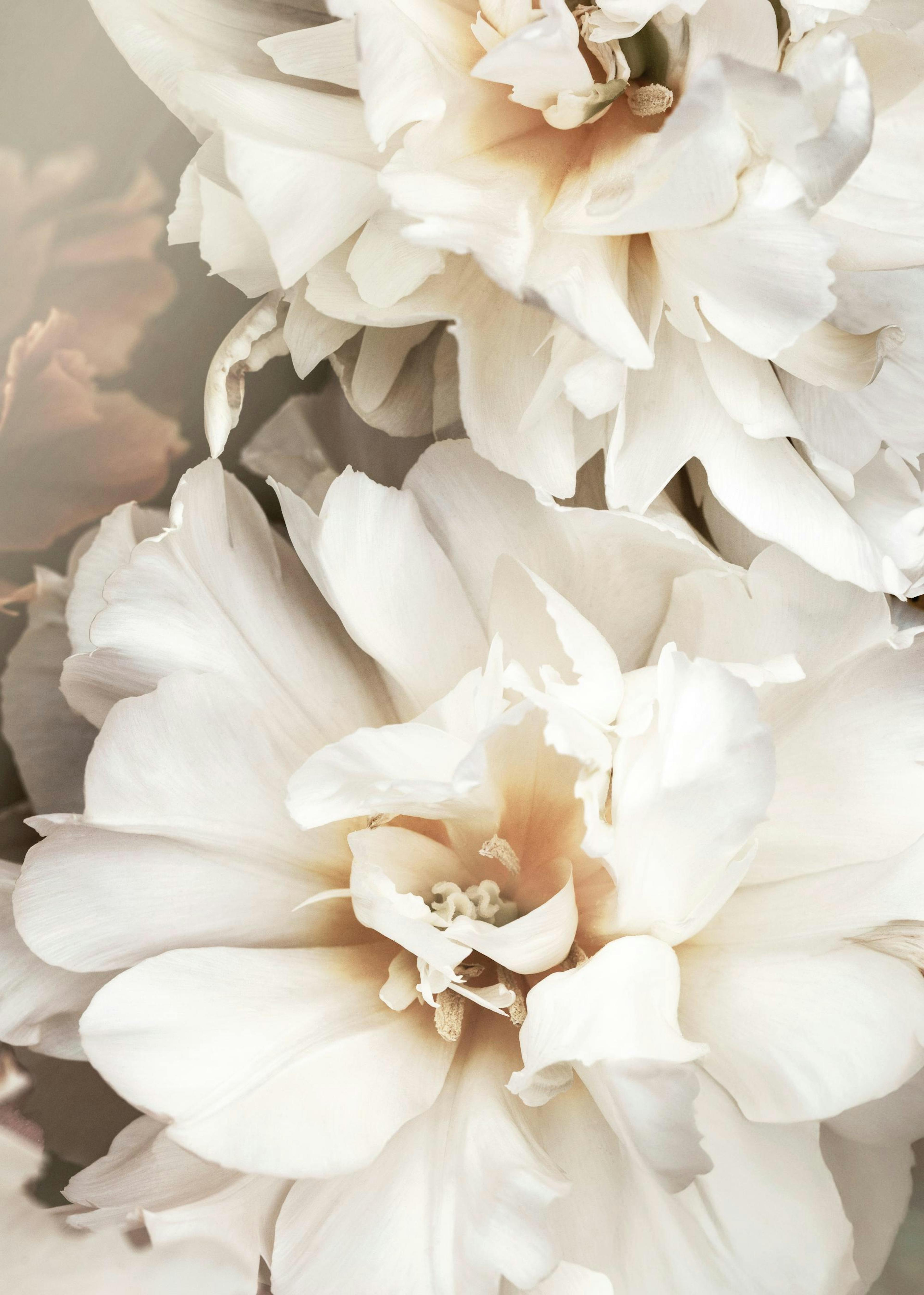 White Petals Plakat 0