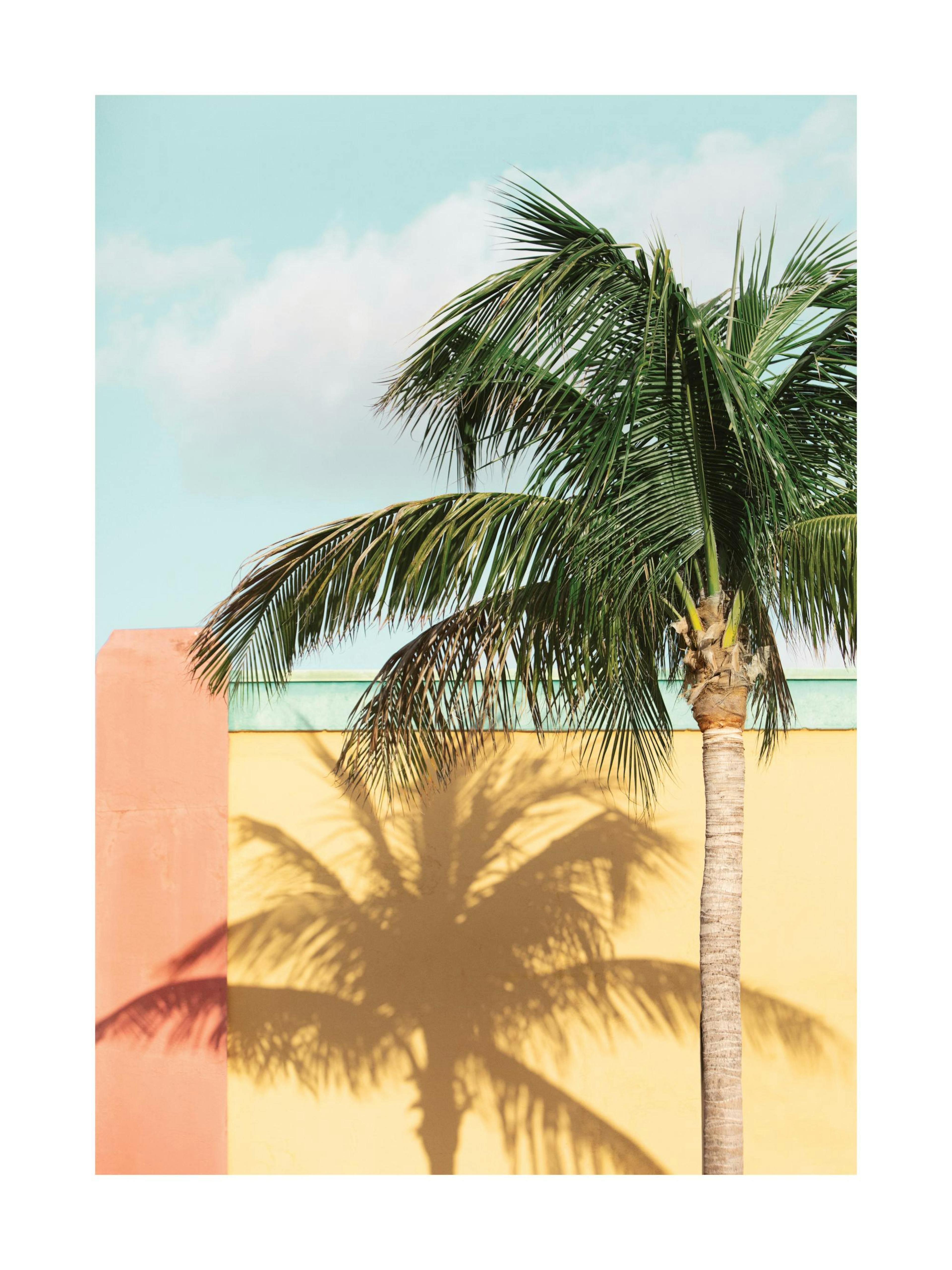 Sun-drenched Palm Poster