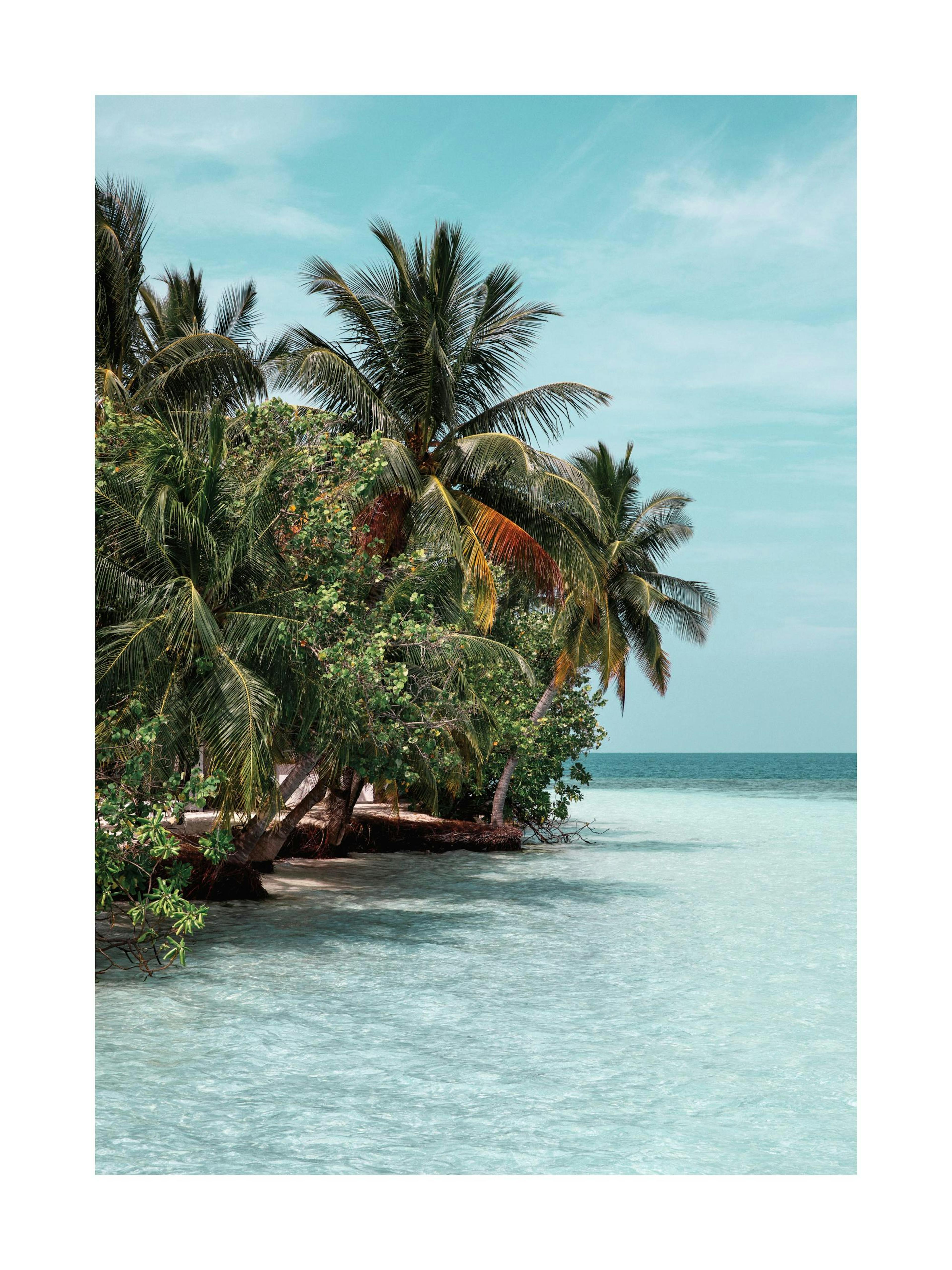 The Tropics Poster
