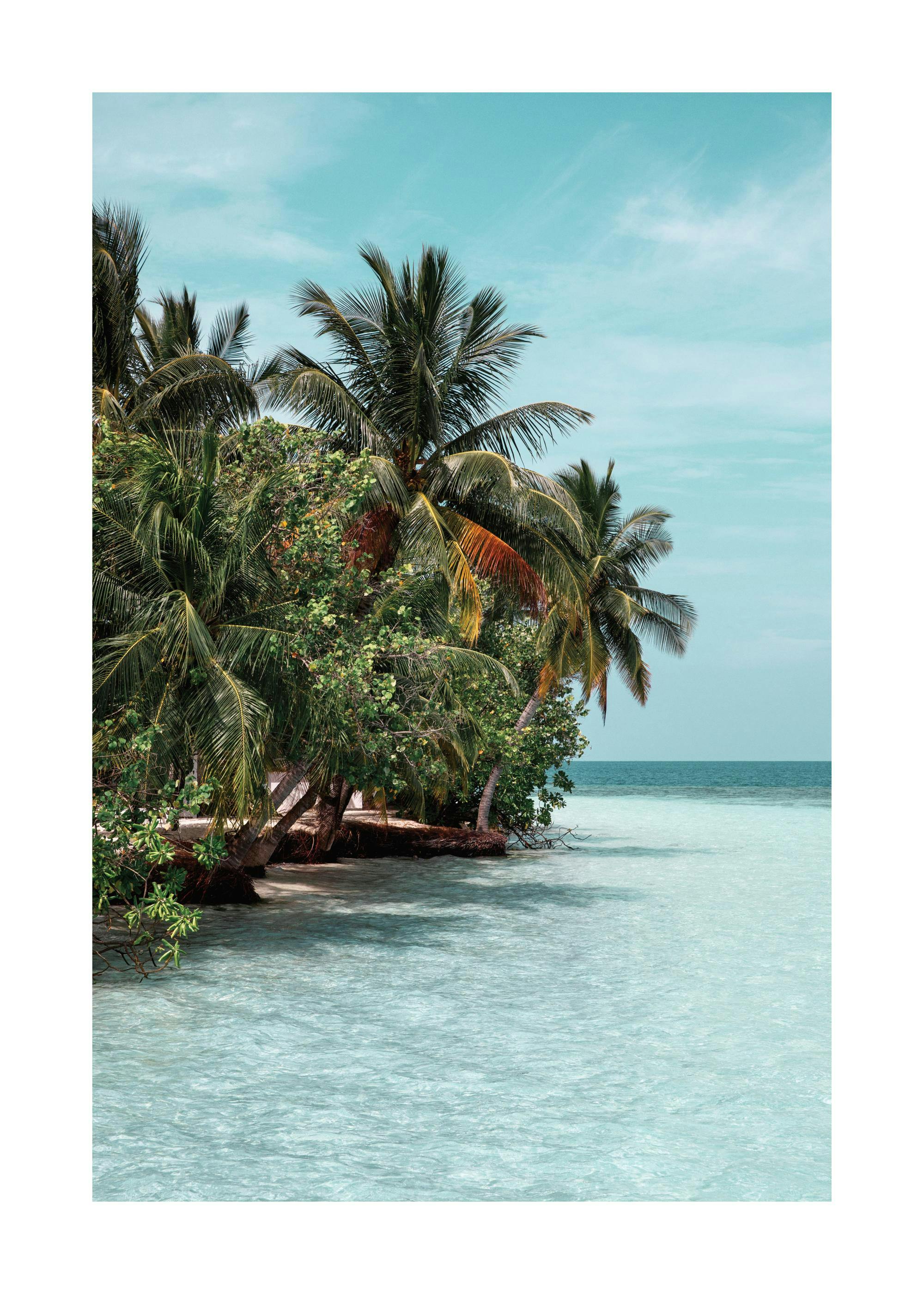 The Tropics Print 0