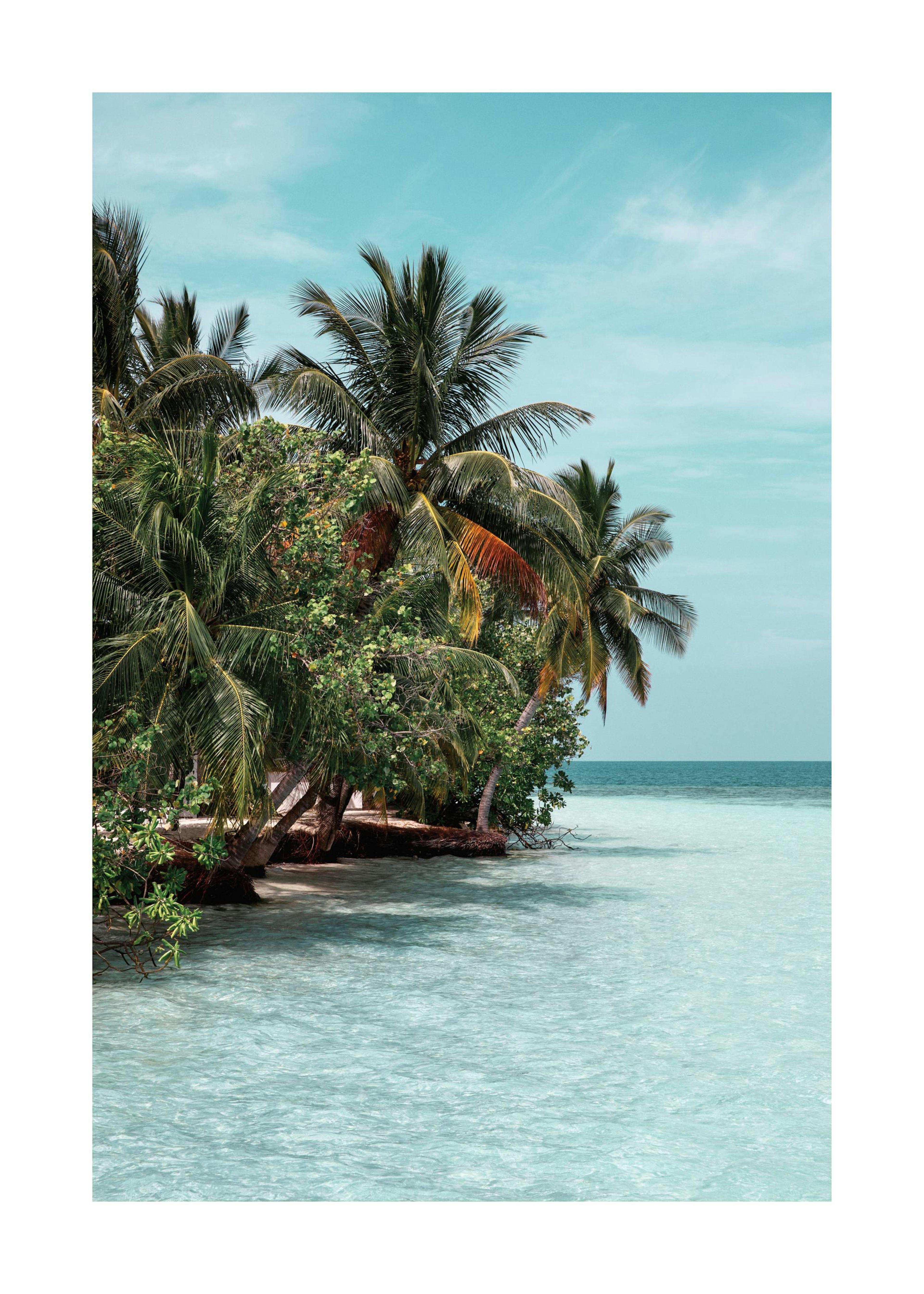 The Tropics Affiche 0
